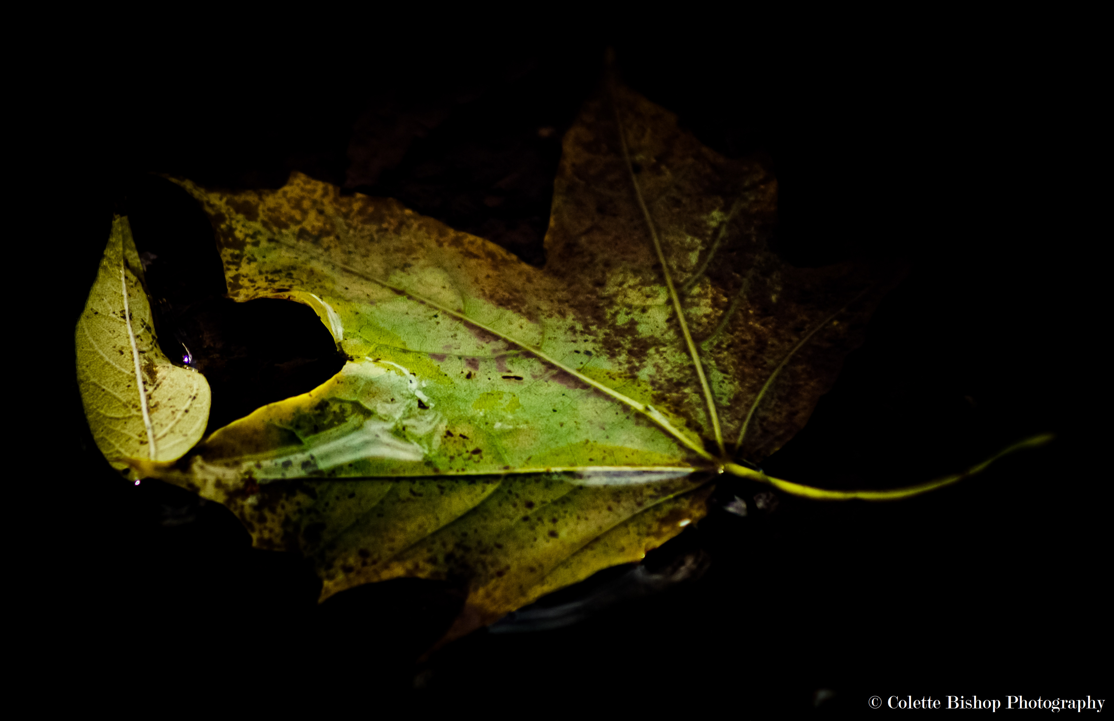 "The Fragile"