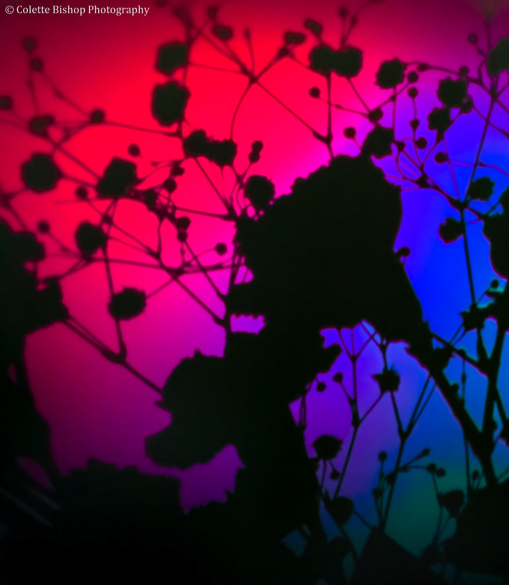 "Prism"