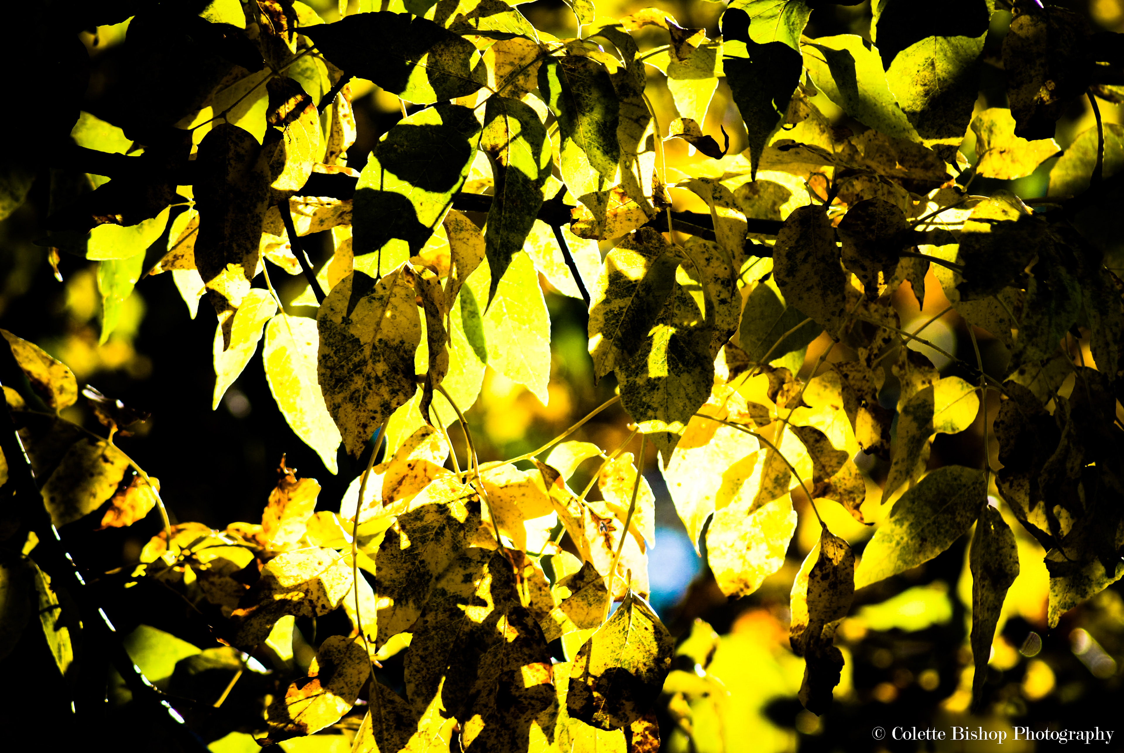 "Leaf Glow"