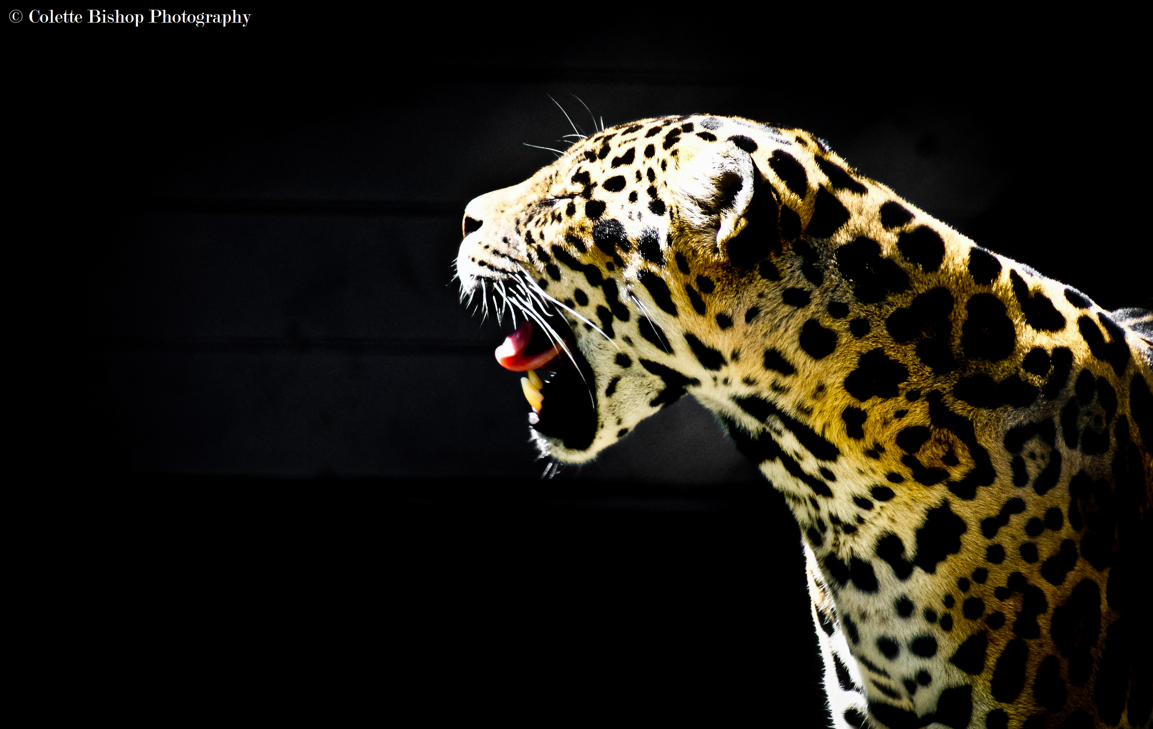 "Big Yawns"