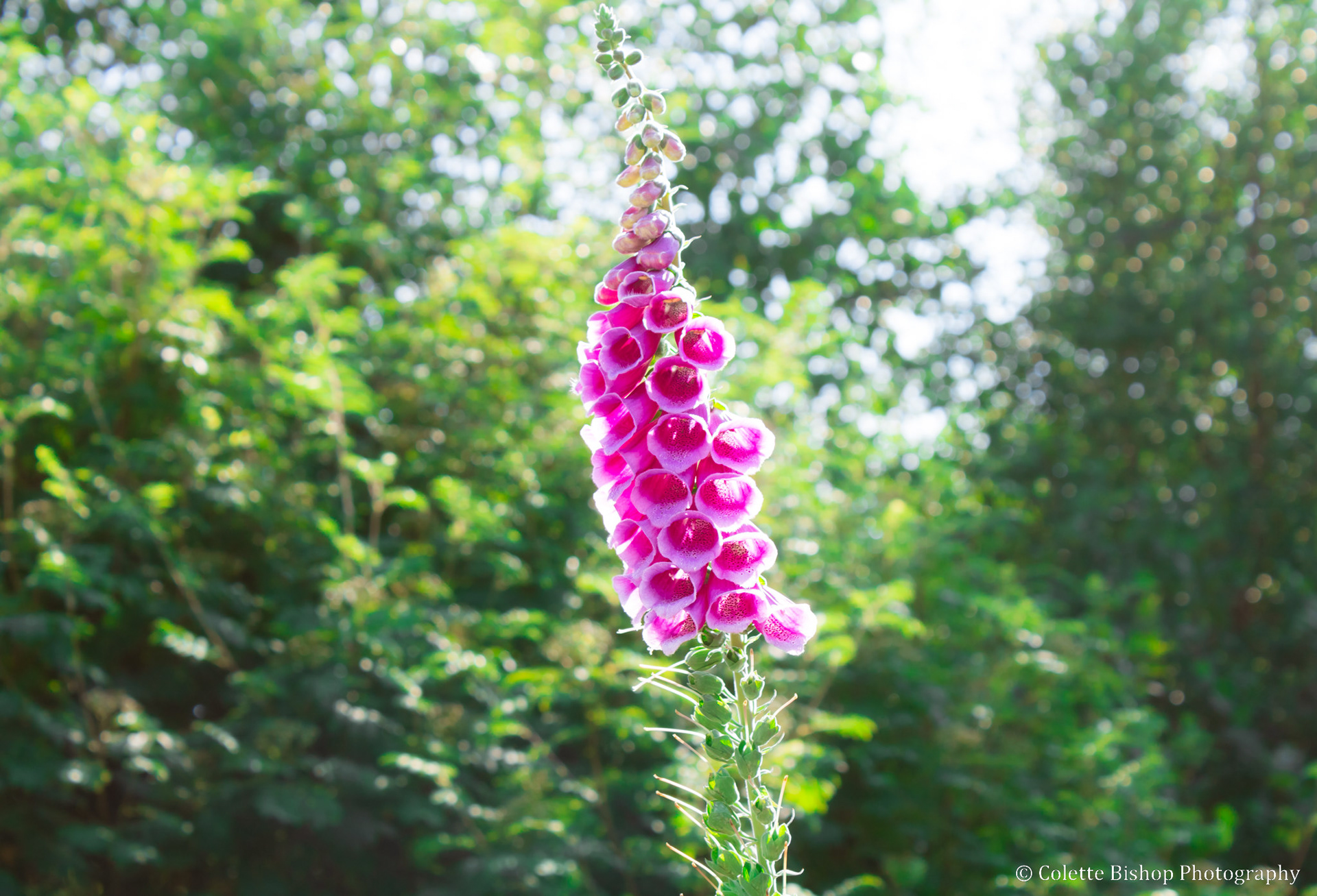 "Foxglove"