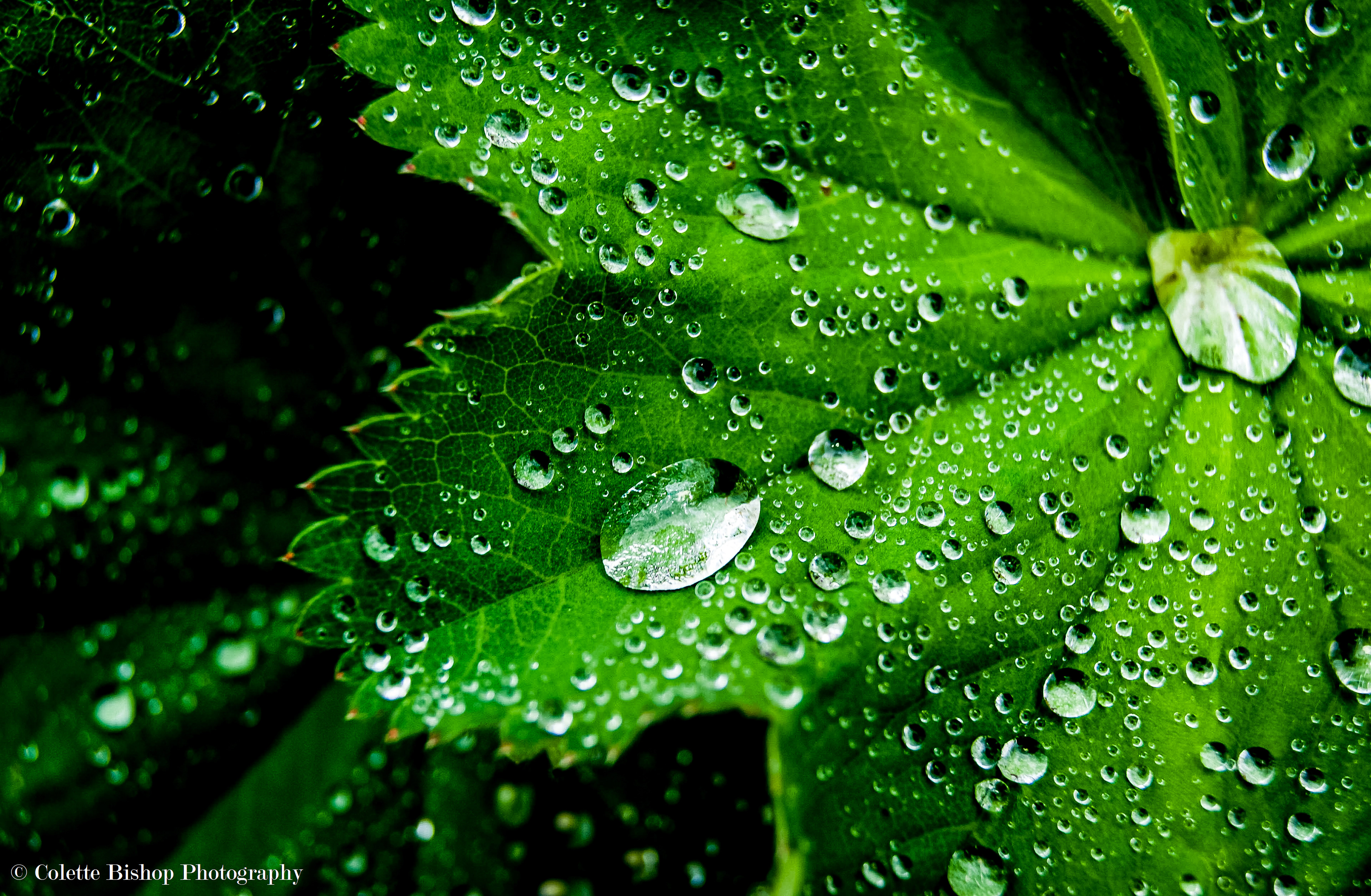 "After the Rain"
