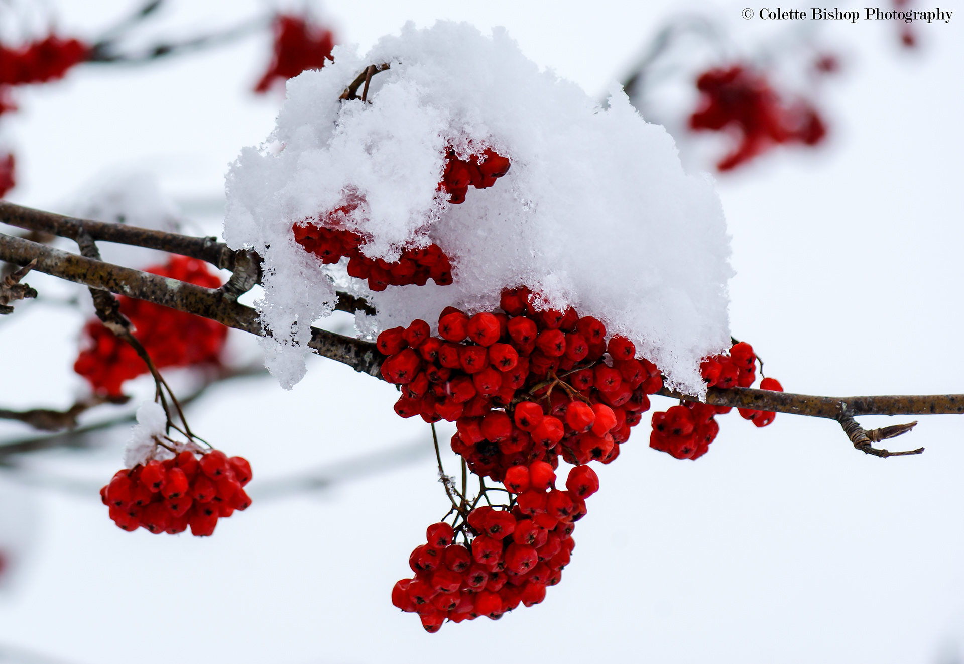 "Frozen Dogberries"