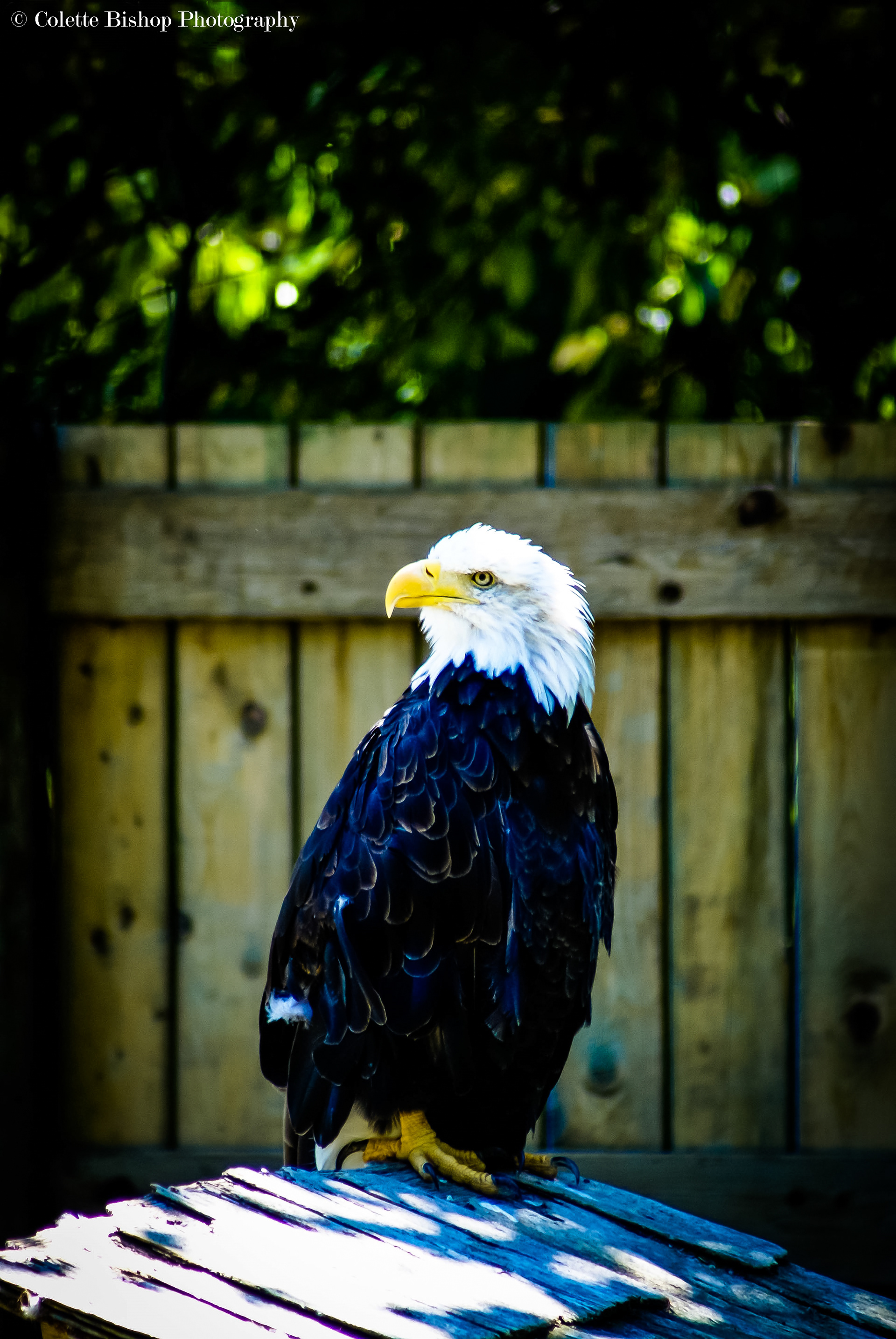 "I Dream of the Eagle"