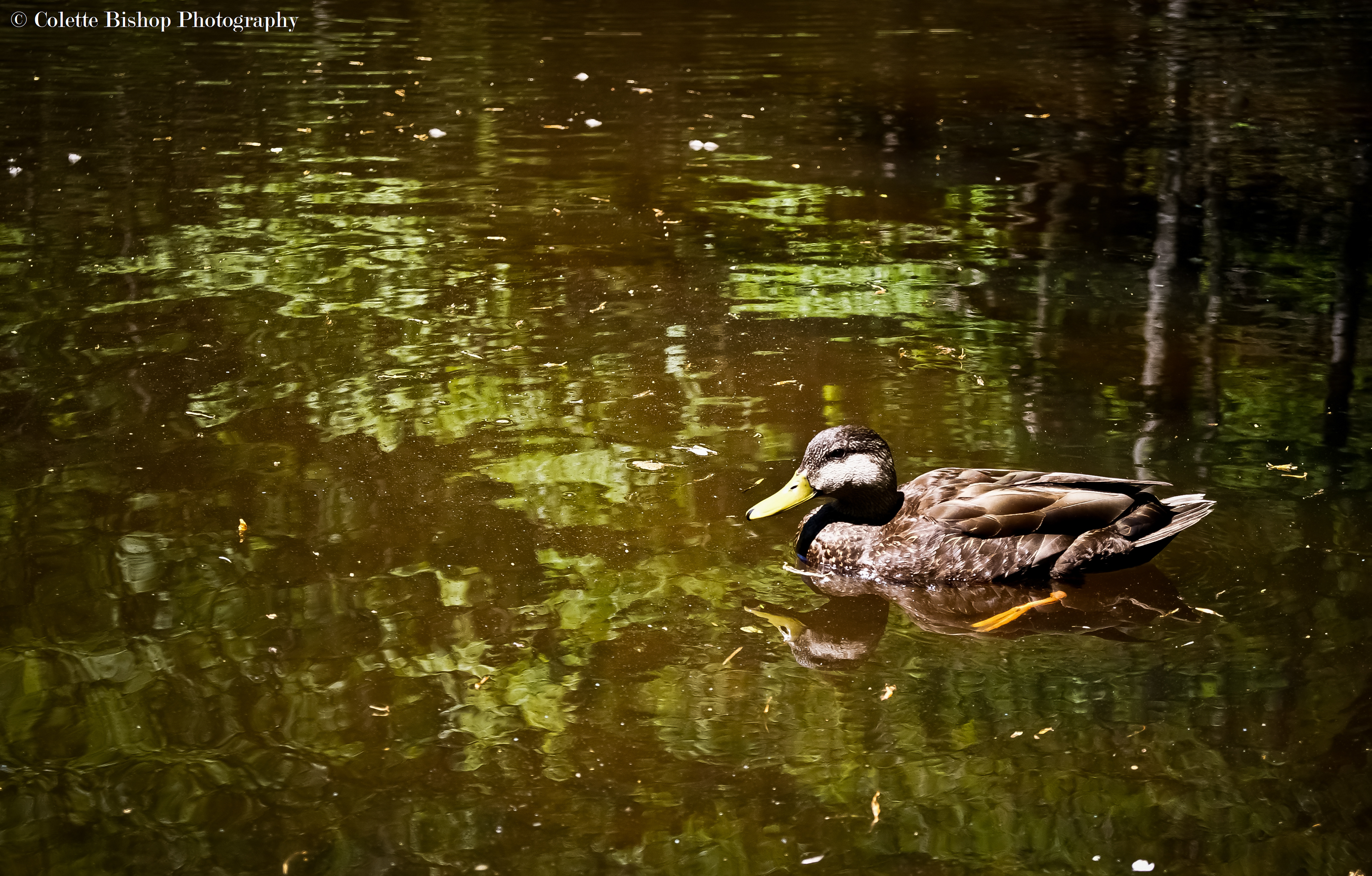 "Me Duckie"