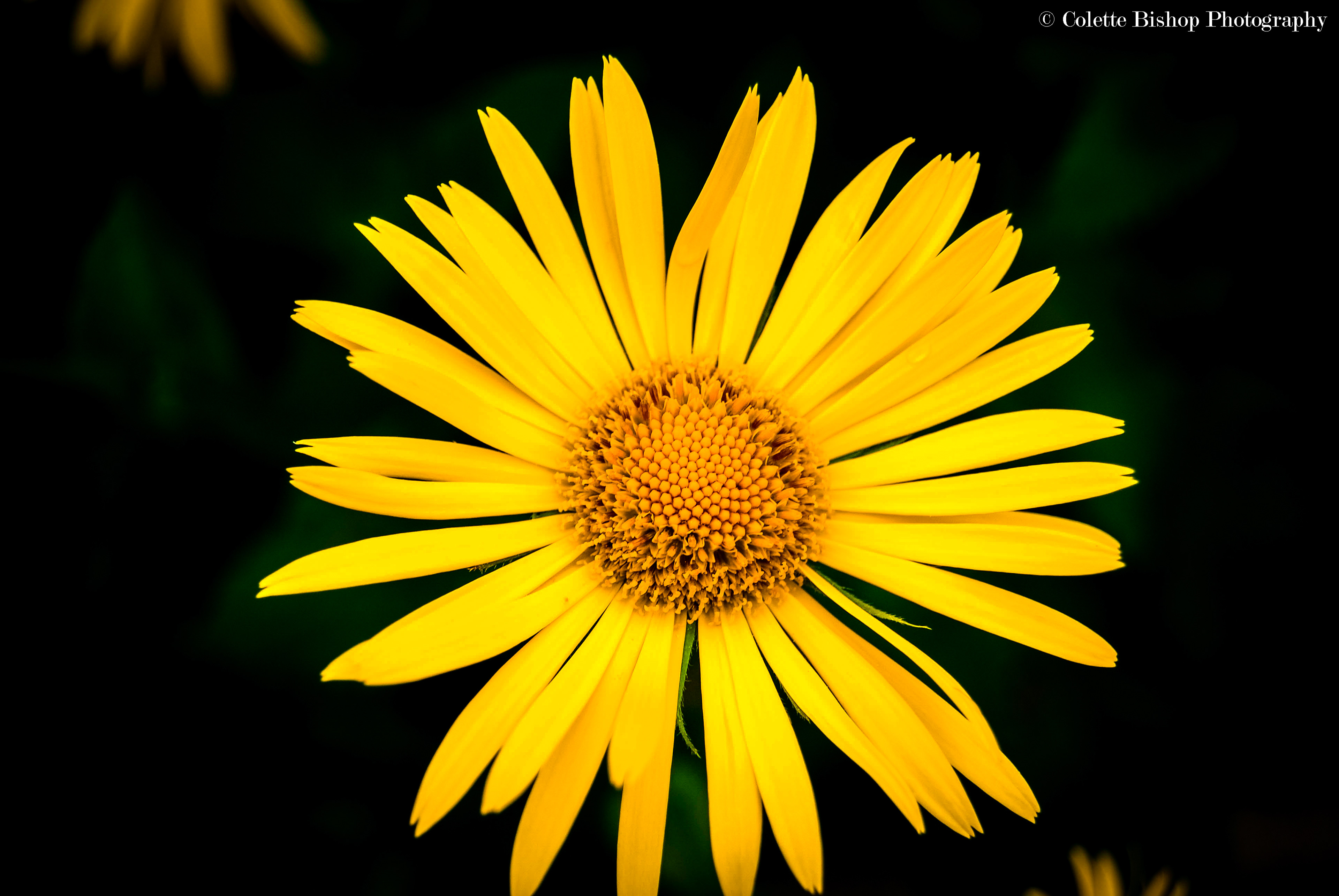 "Feeling Yellow"