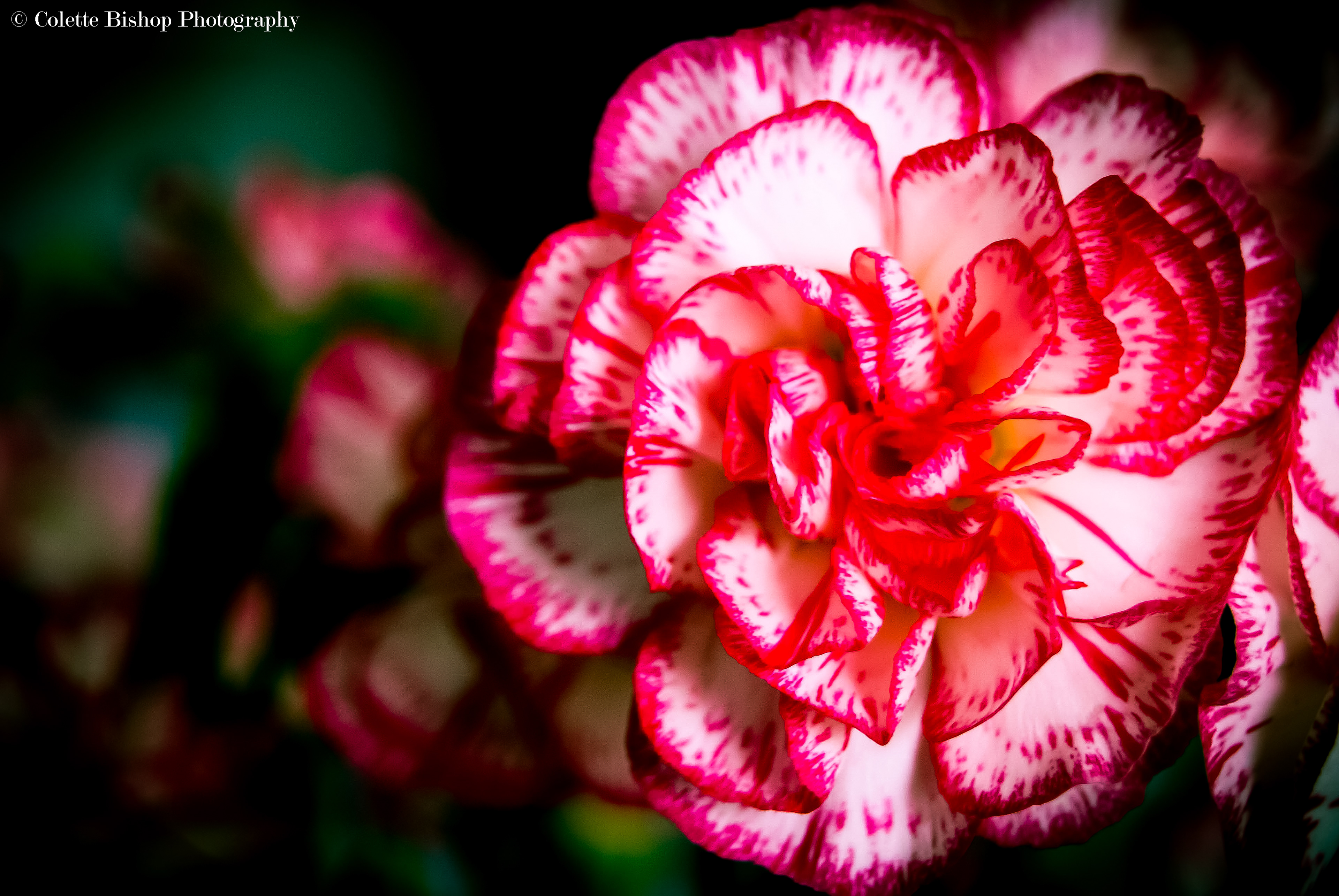 "Carnation"