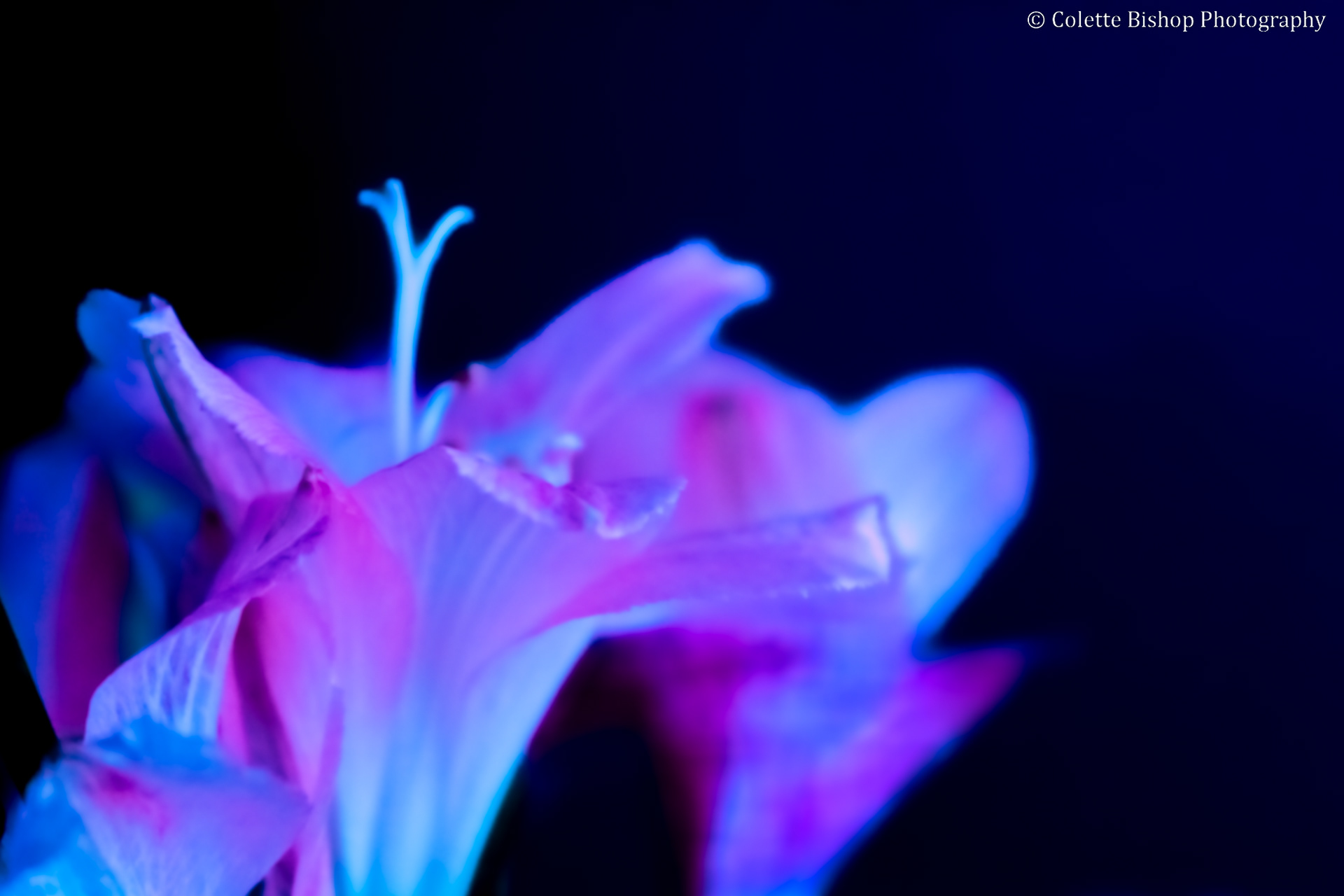 "Azure Nights"