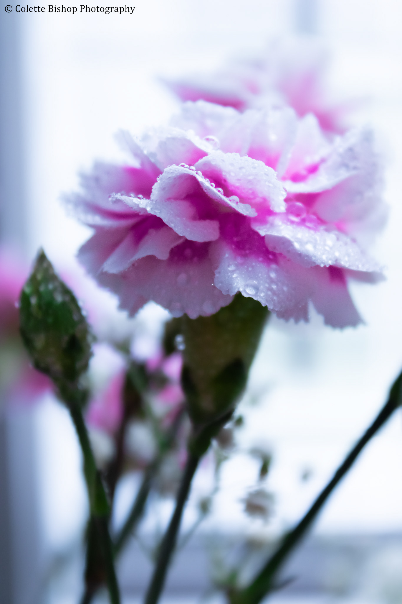 "Morning Dew"