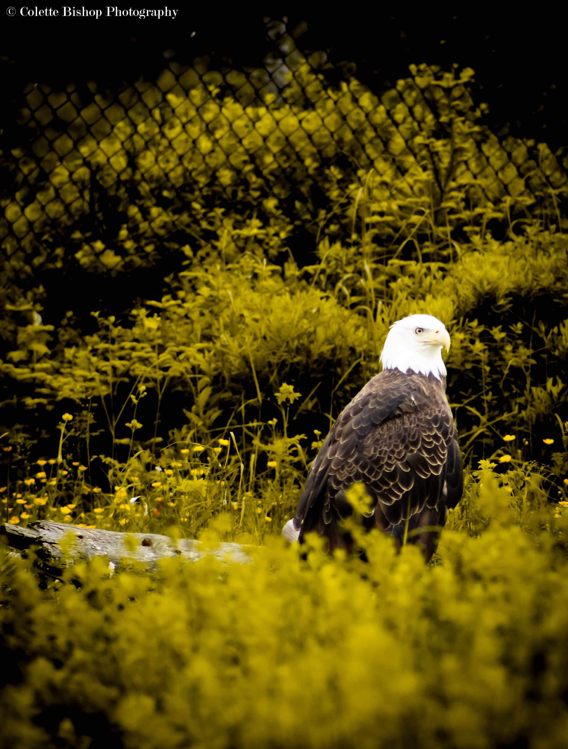 "Eagle-eyed"