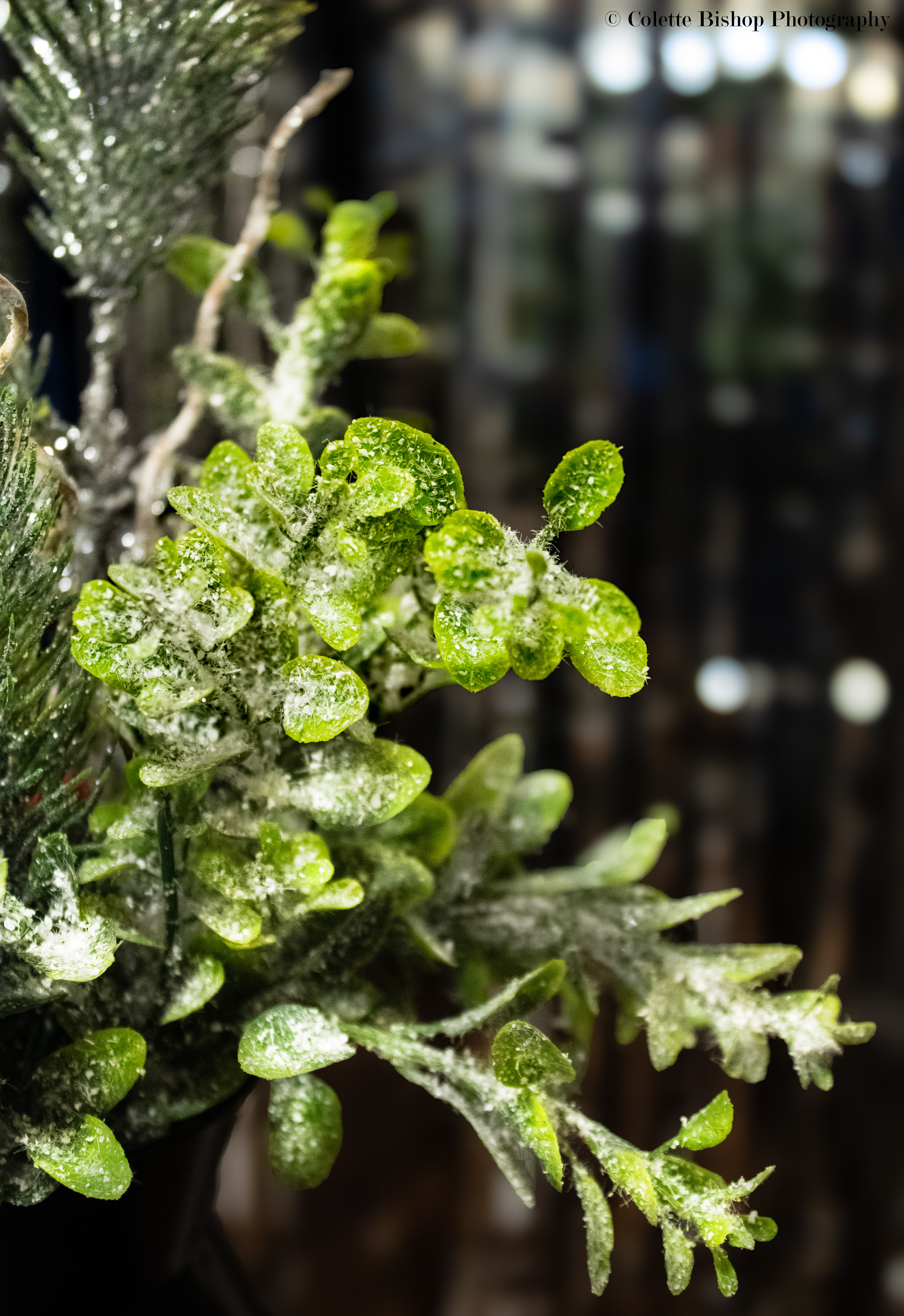 "Shades of Green"