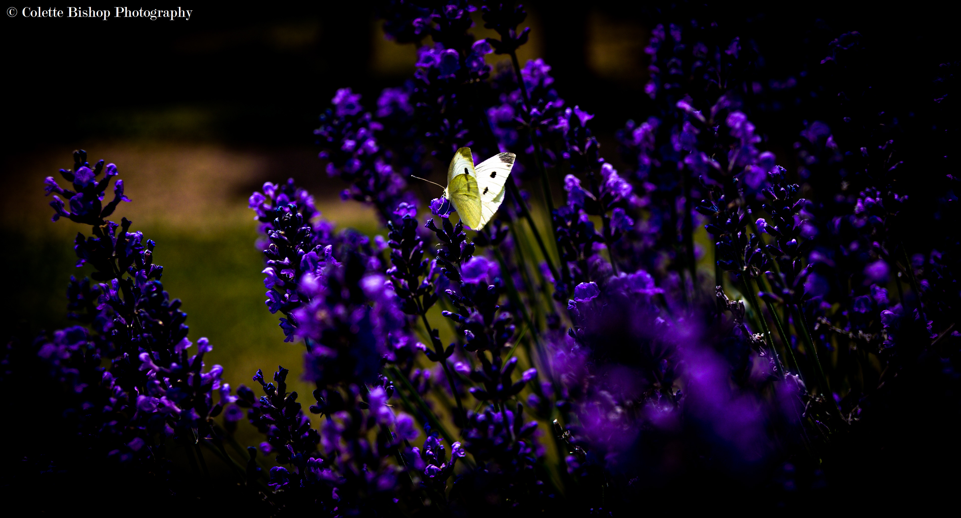 "Butterfly"