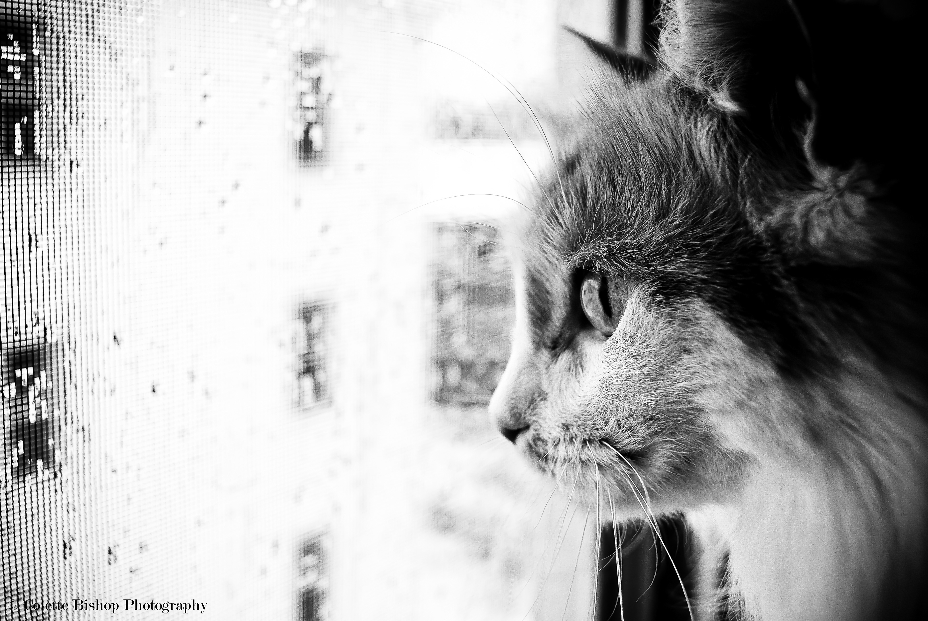 "Apartment Cat"