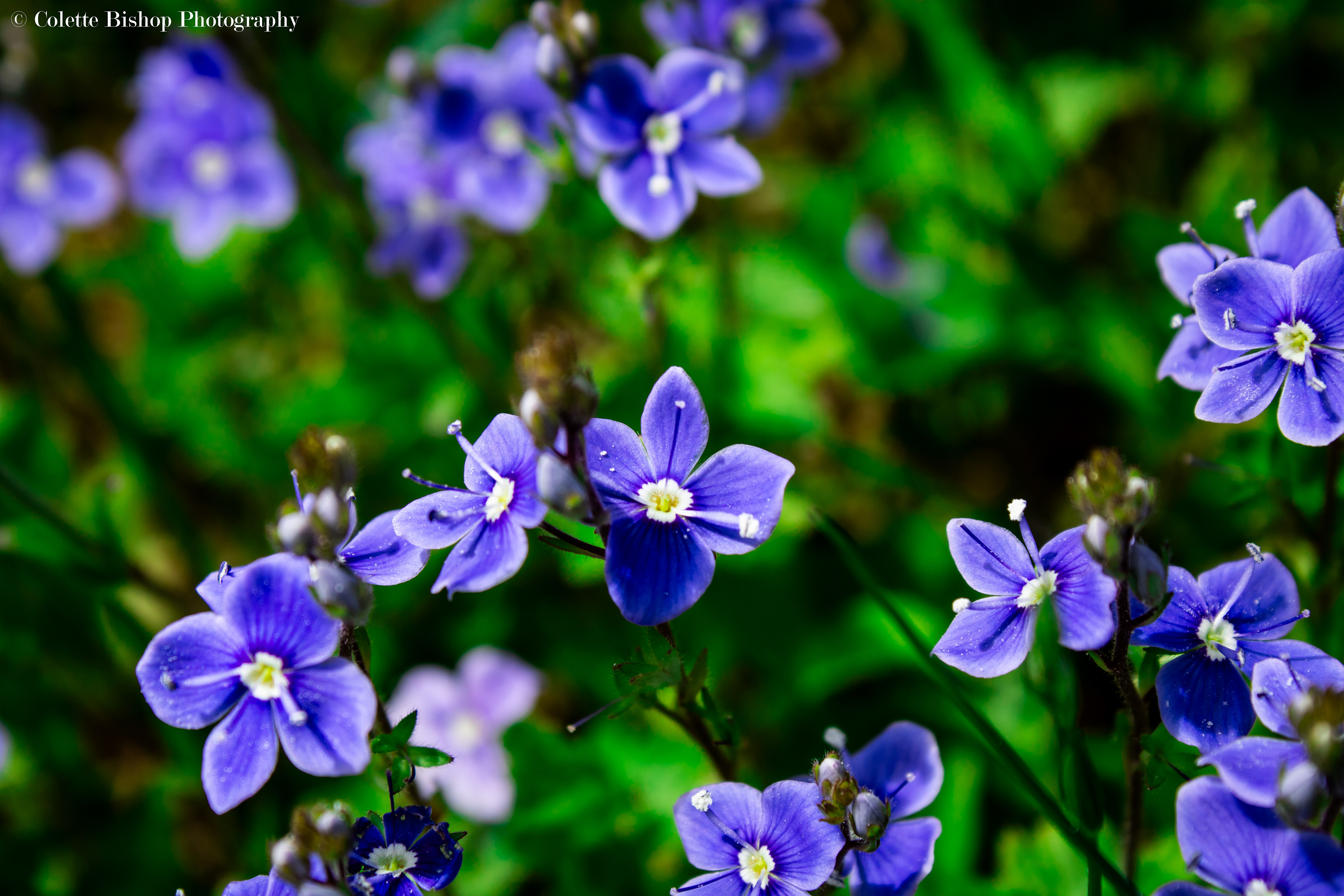 "Wild Flowers"