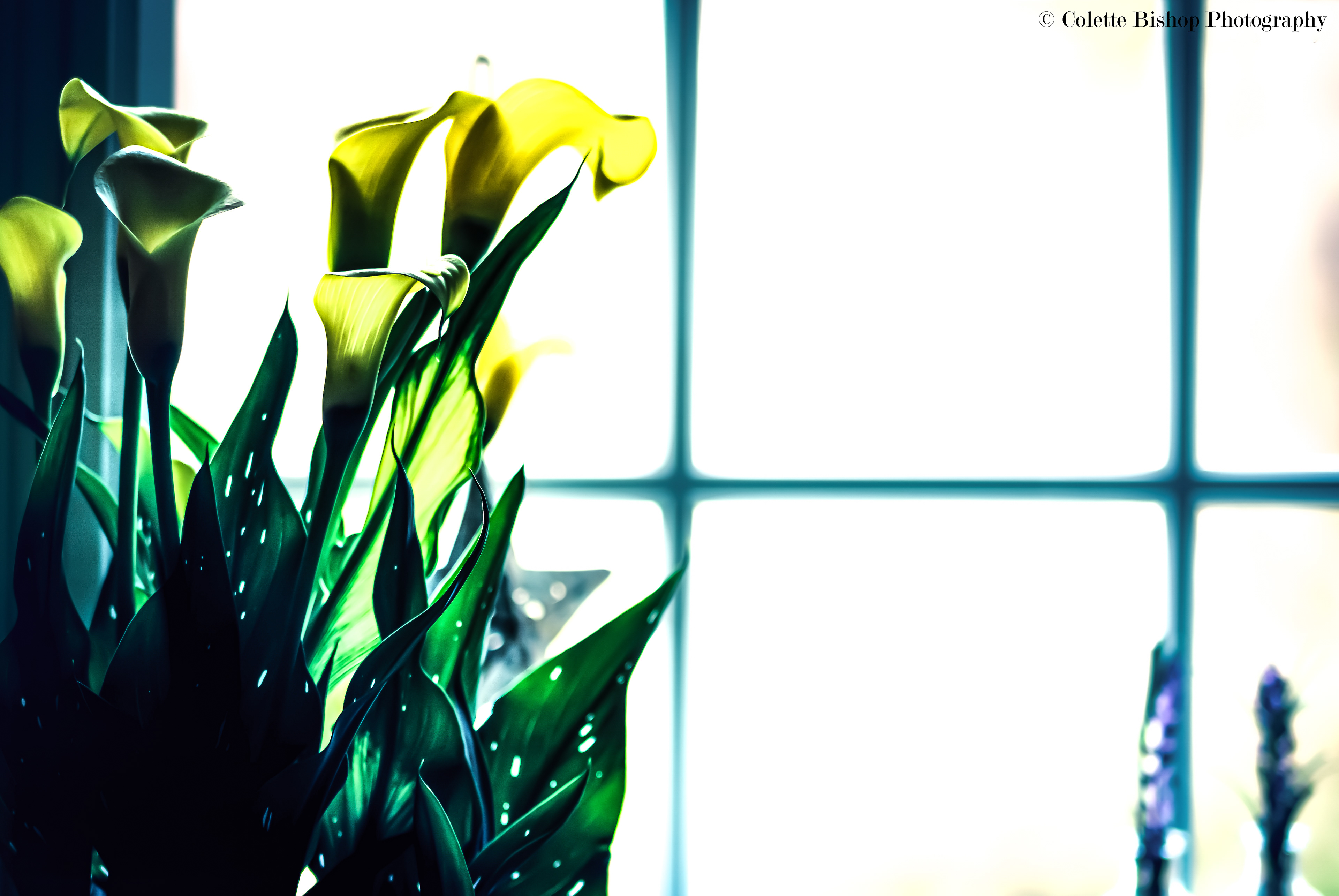"Calla Lilies"