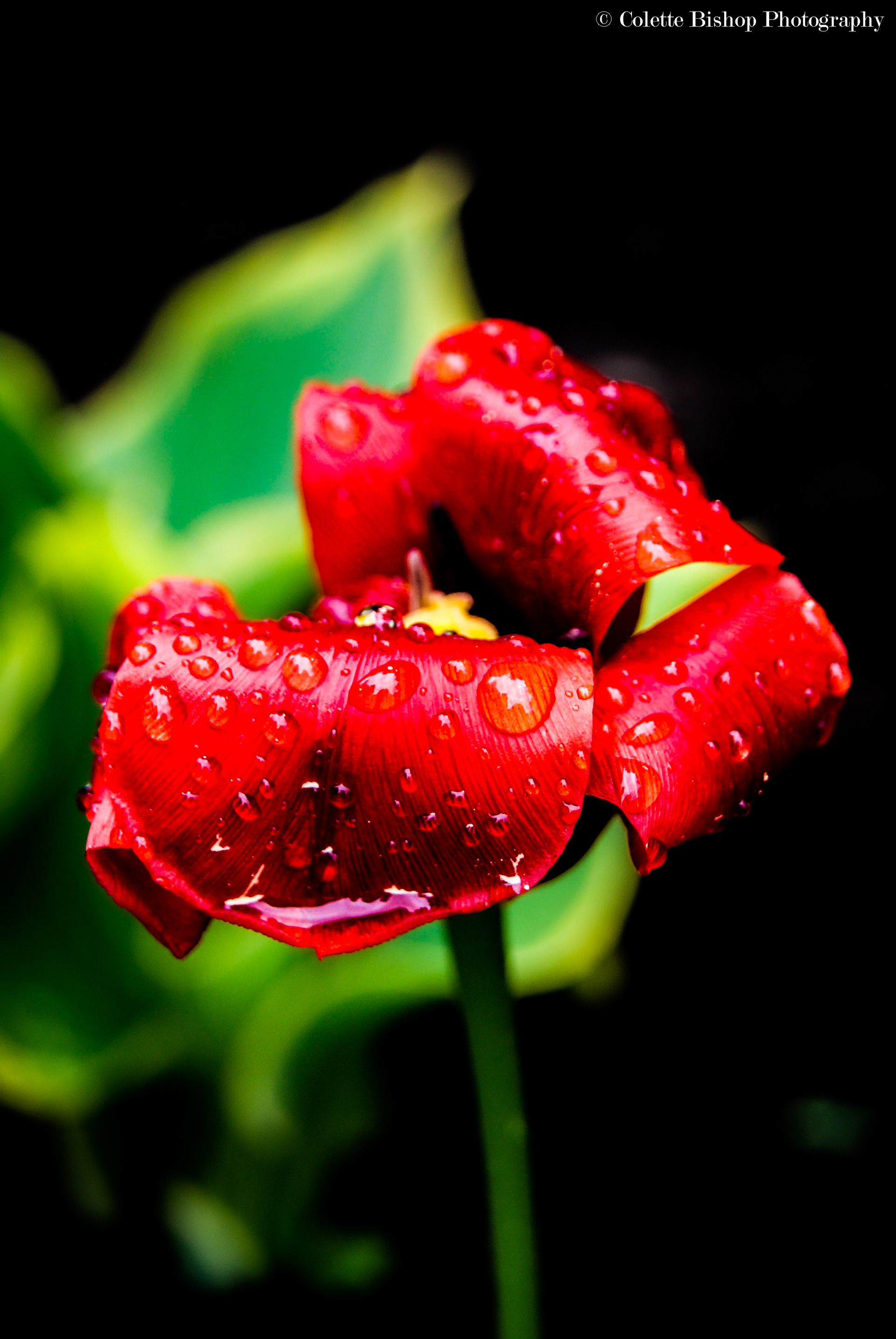 "Rain Down"