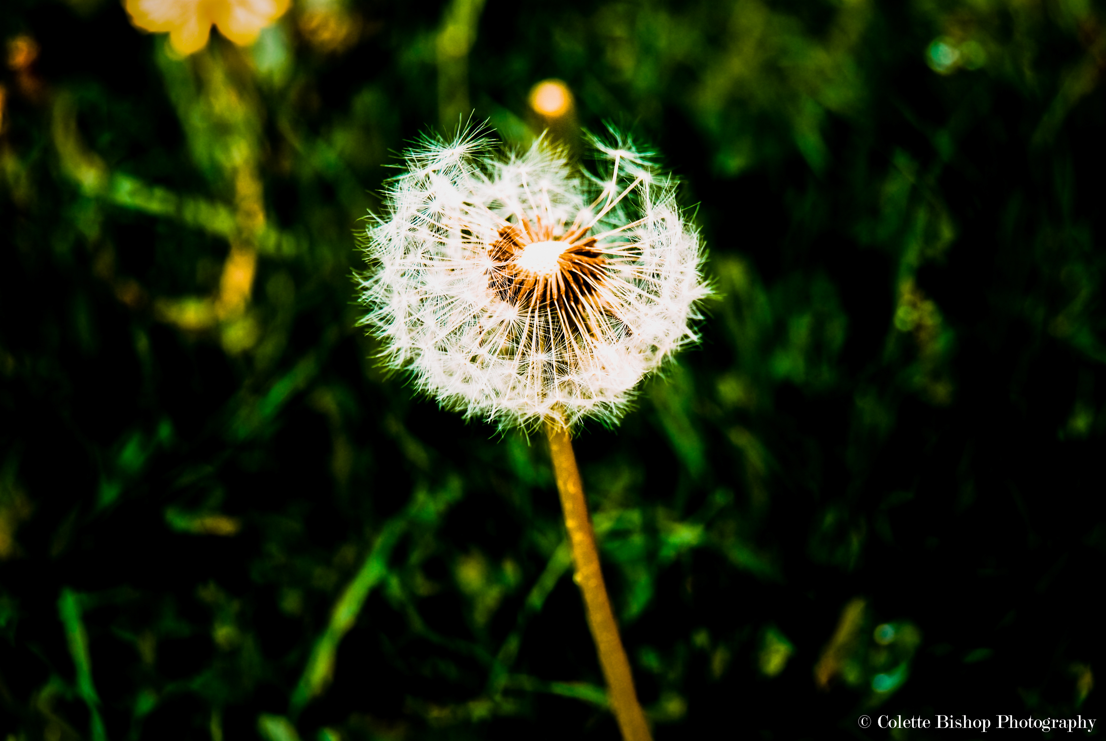 "Allergies"