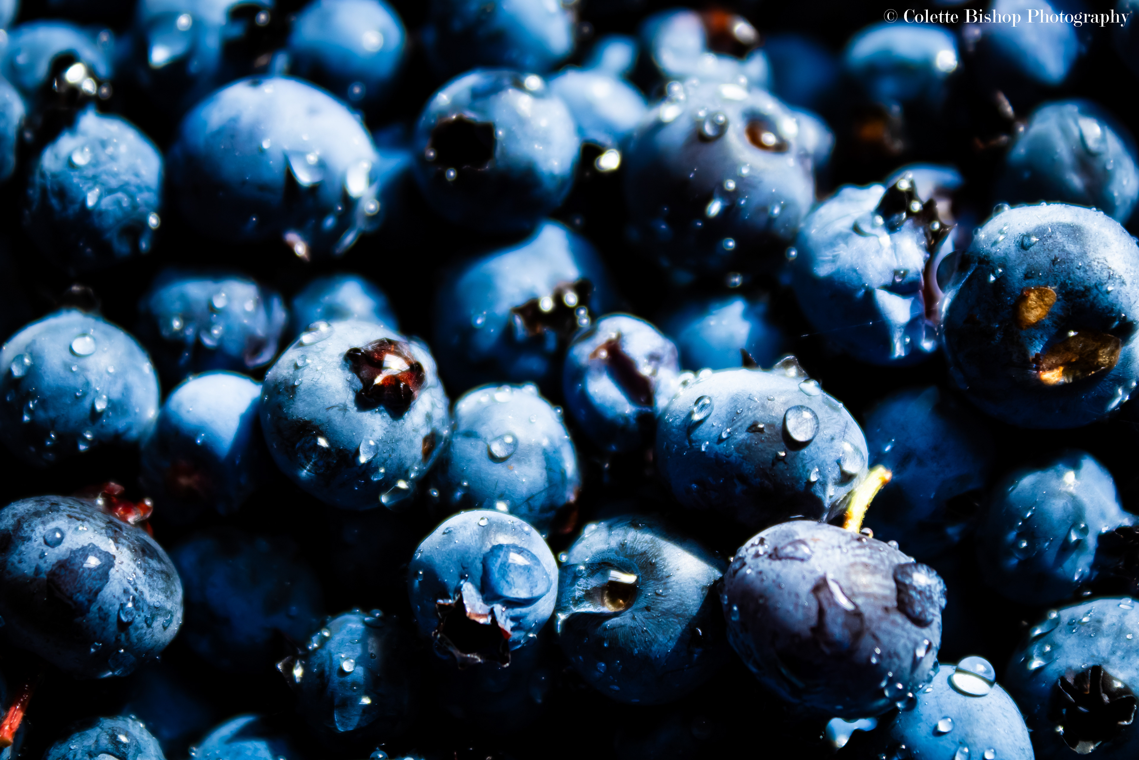 "Freshly Picked Blueberries"