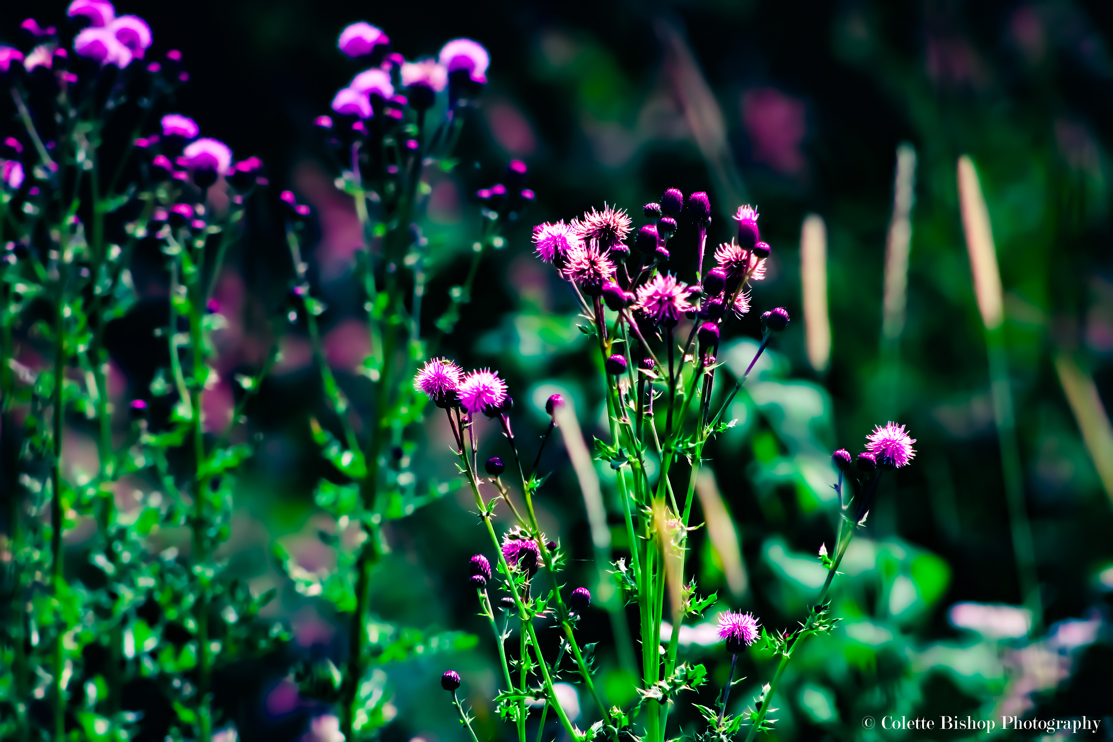 "Violet Dreams"