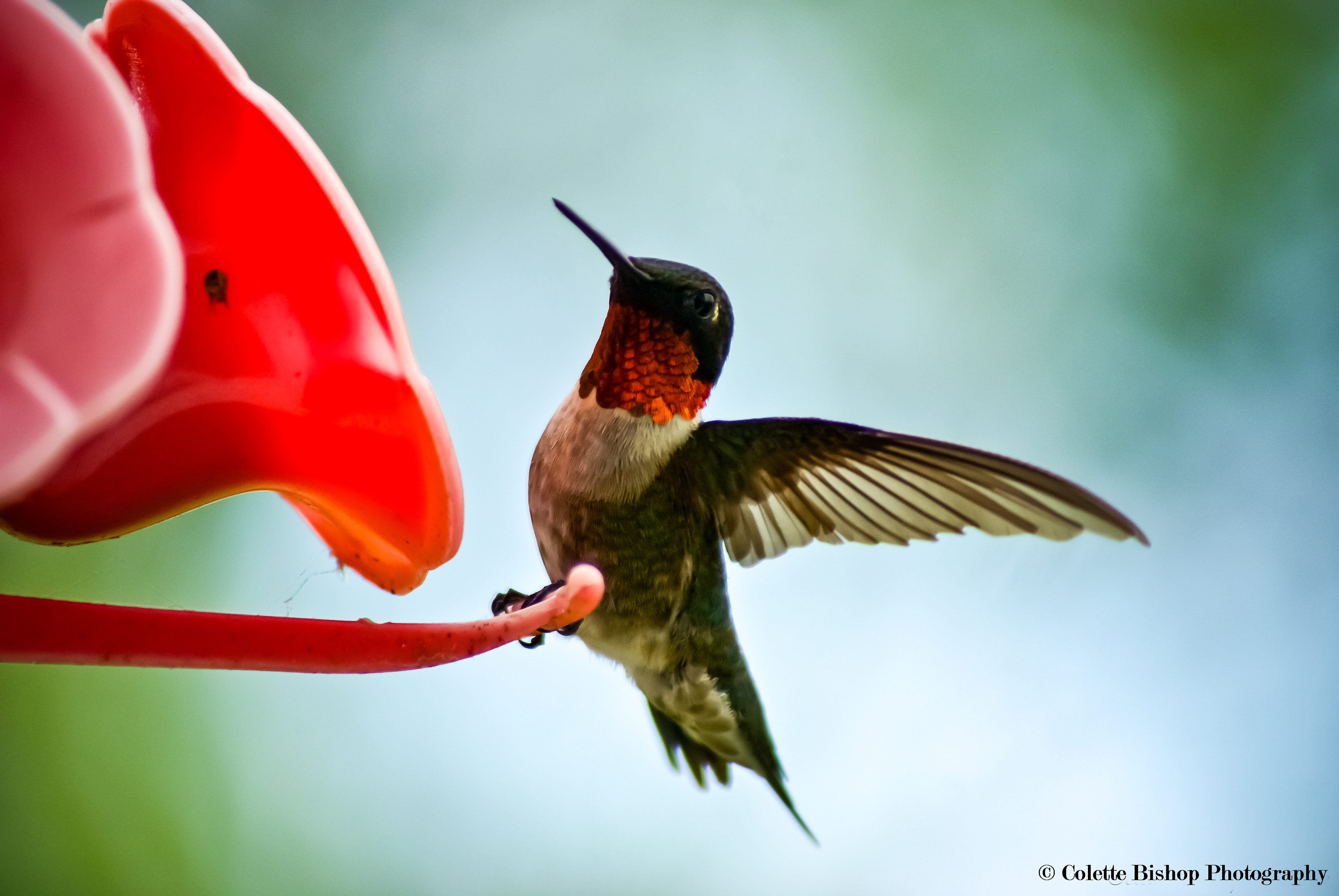 "Humming a Song"
