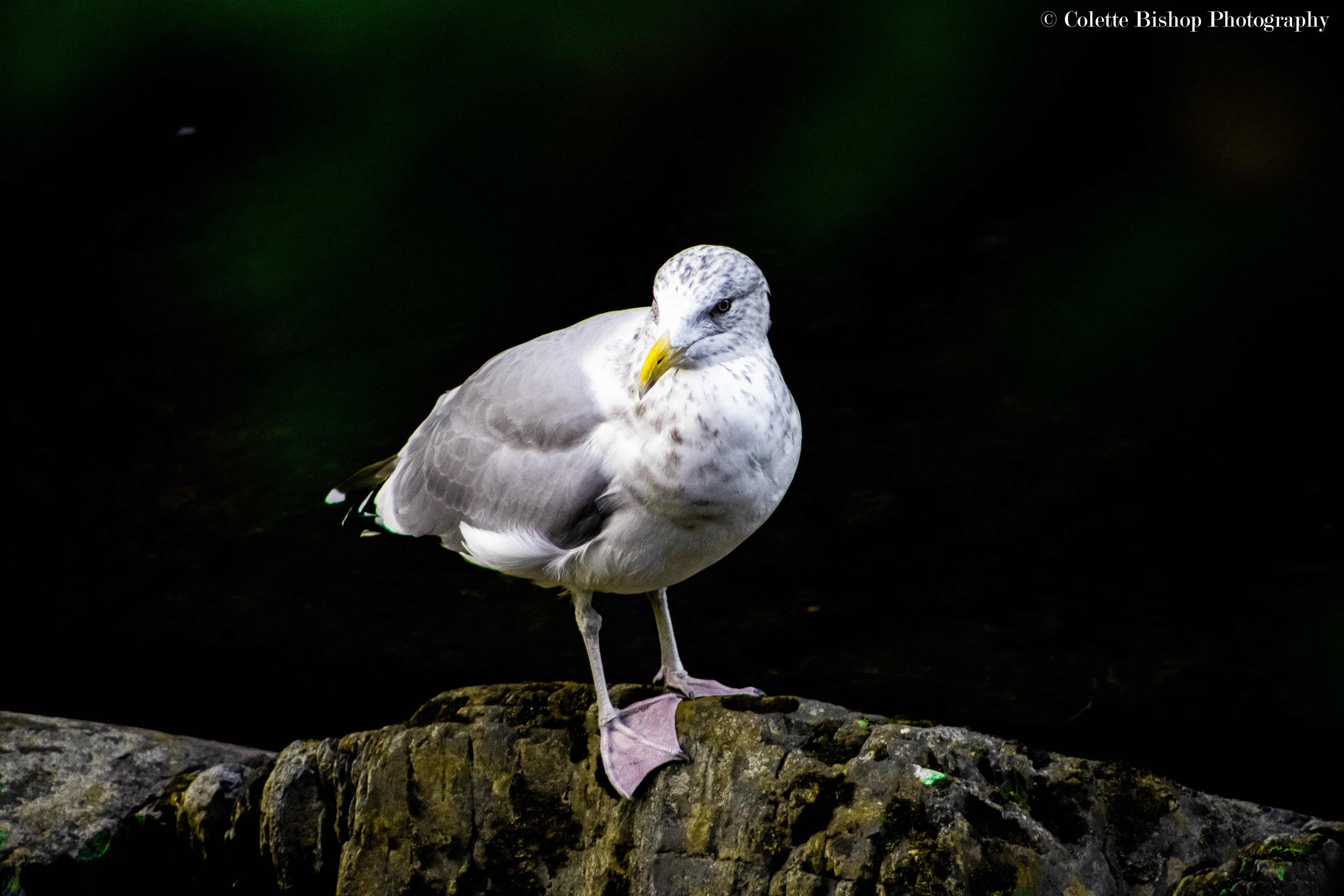 "Gull Dukat"
