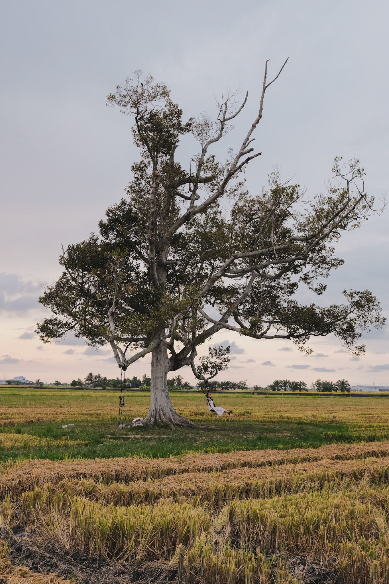 A big tree in the middle of a harvested paddy field
