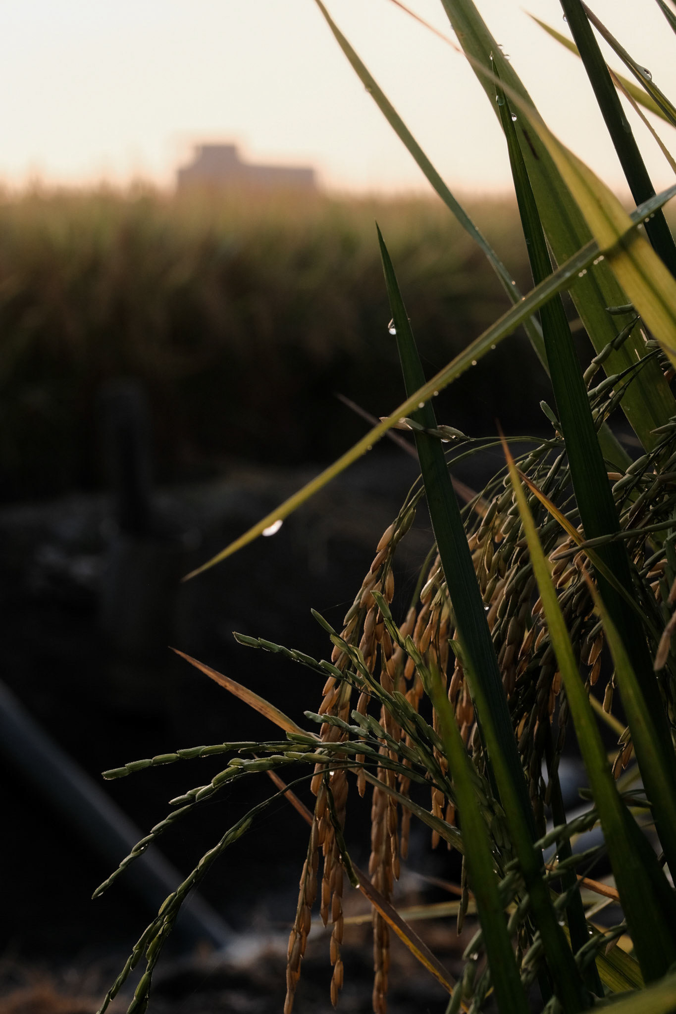 Morning dew on the paddy