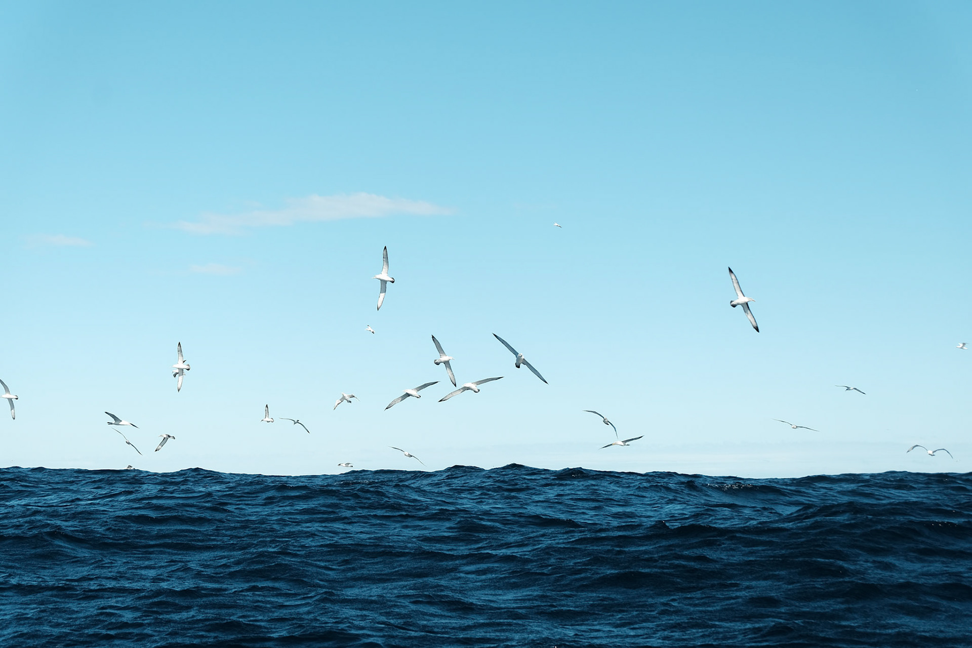 Tasman Cruise