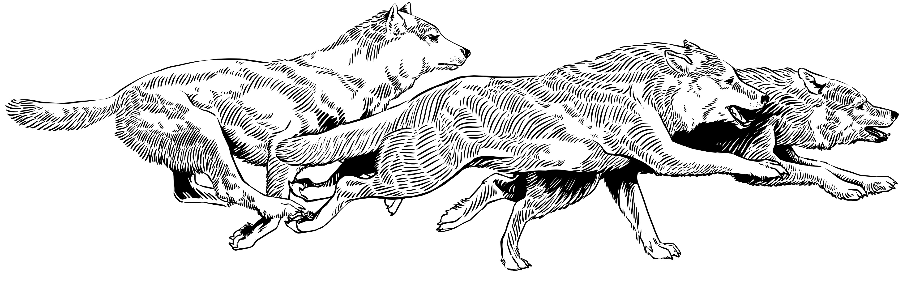 Logo illustration (Signarama, 2021)
