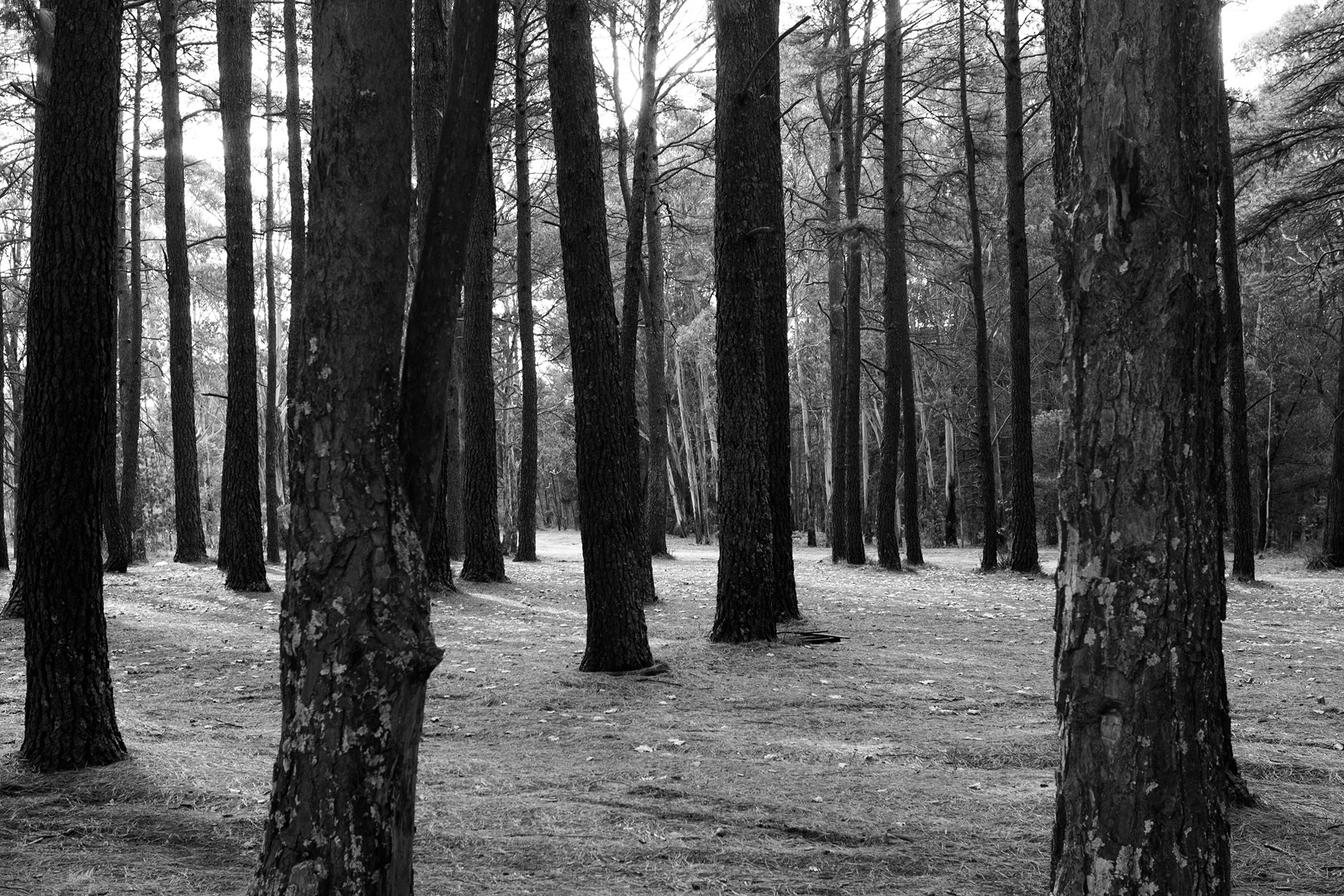Blue Mountains, New SouthWales 2007