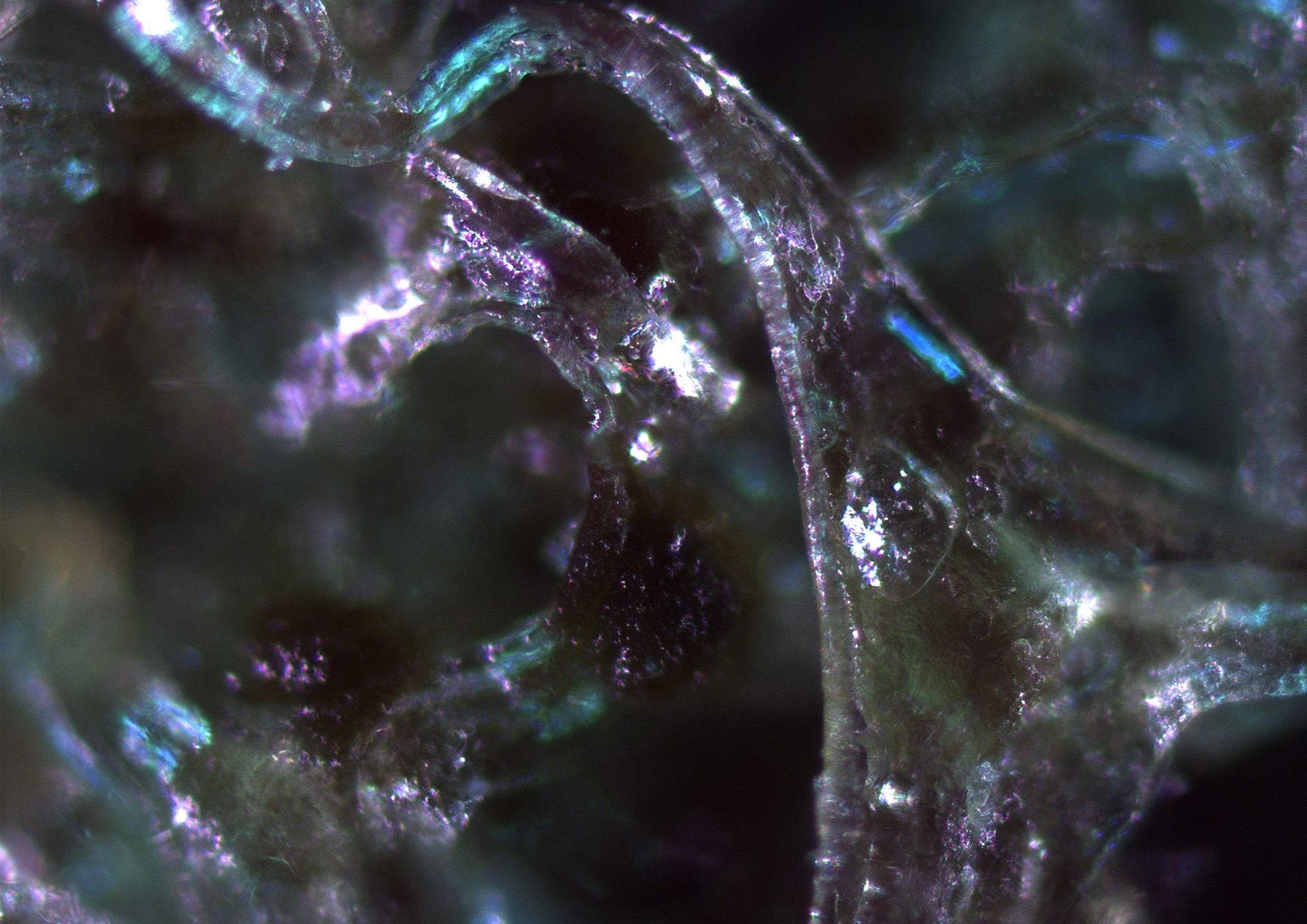 Microscopic picture of bioplastic with Spirulina magnification of 10x life size.