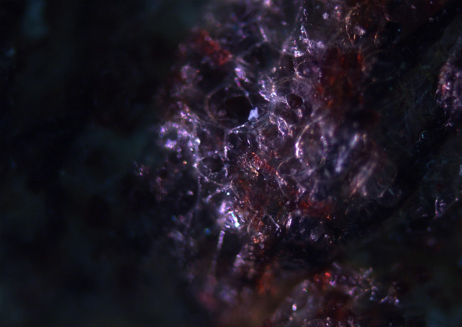 Microscopic picture of bioplastic with Red algae magnification of 5x life size.