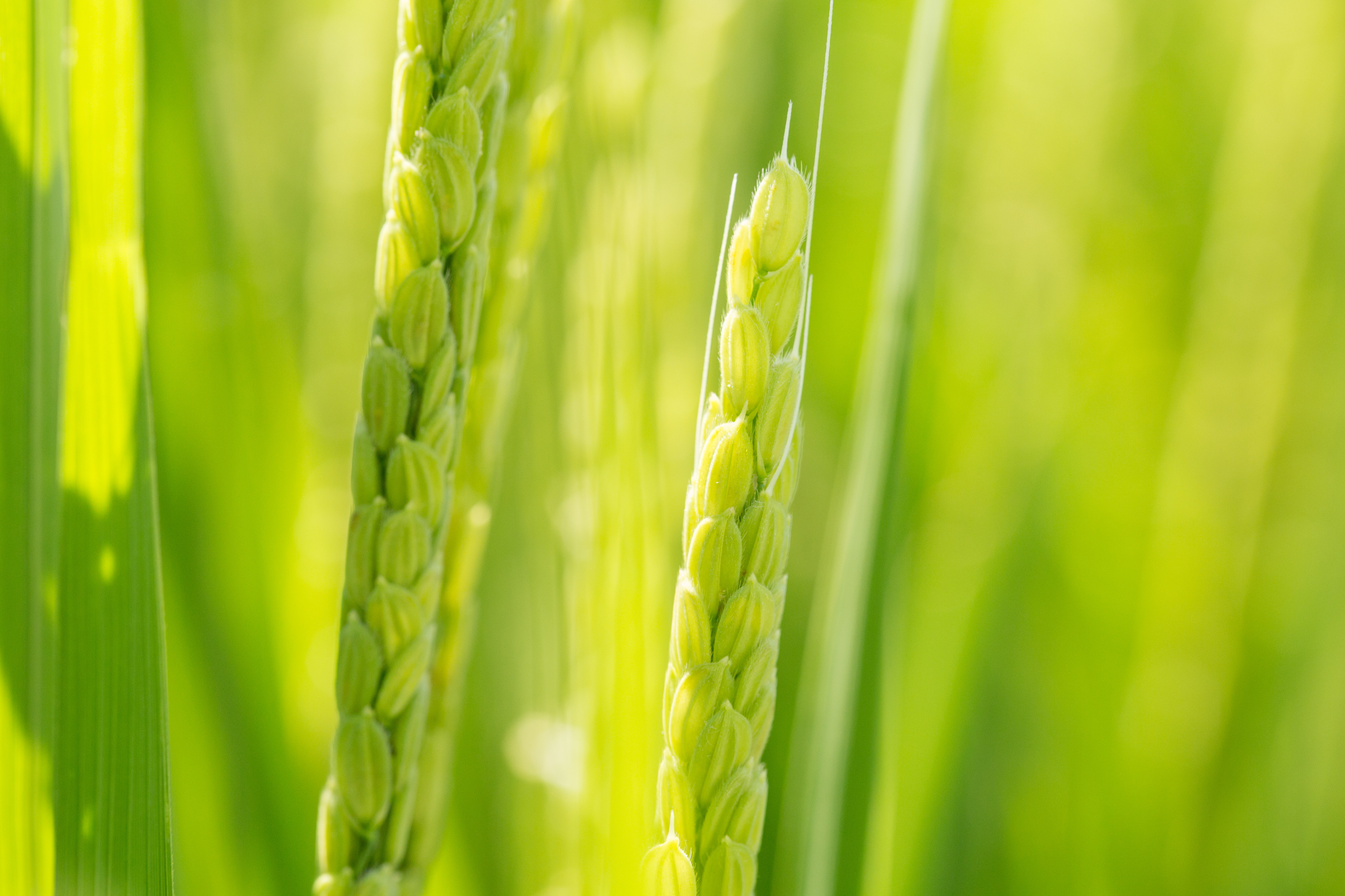 JA石川：広告撮影