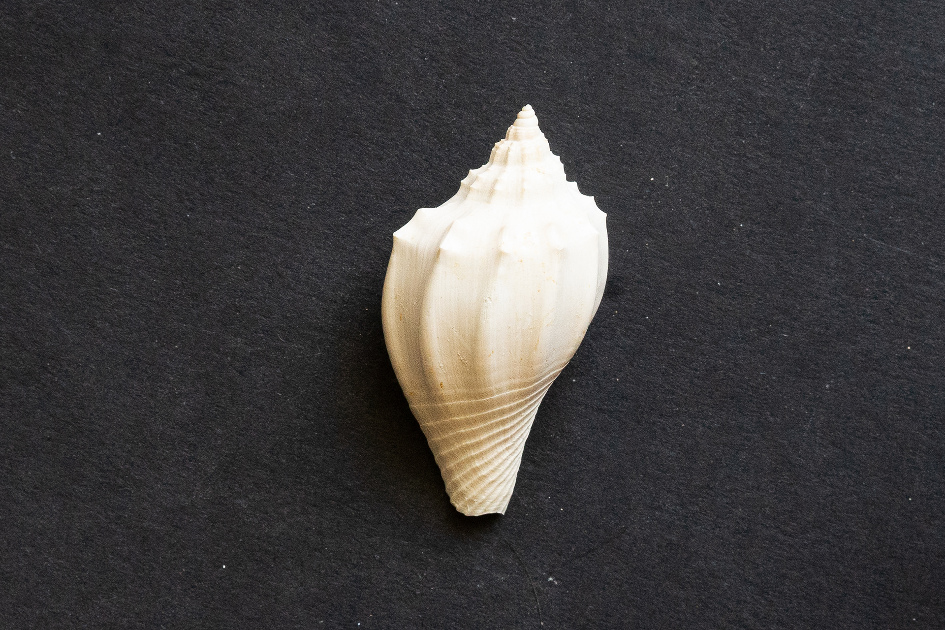 Lutétien moyen