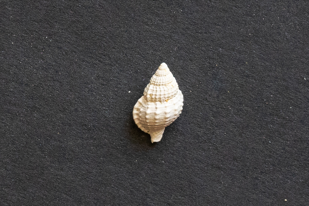 Lutétien moyen