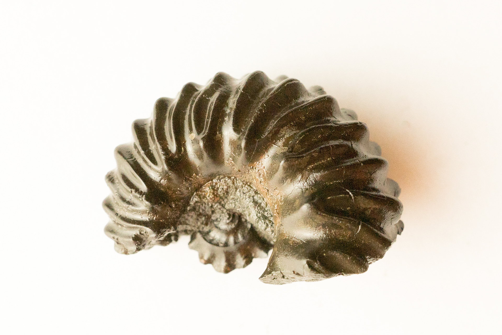 Hoplites benettianus