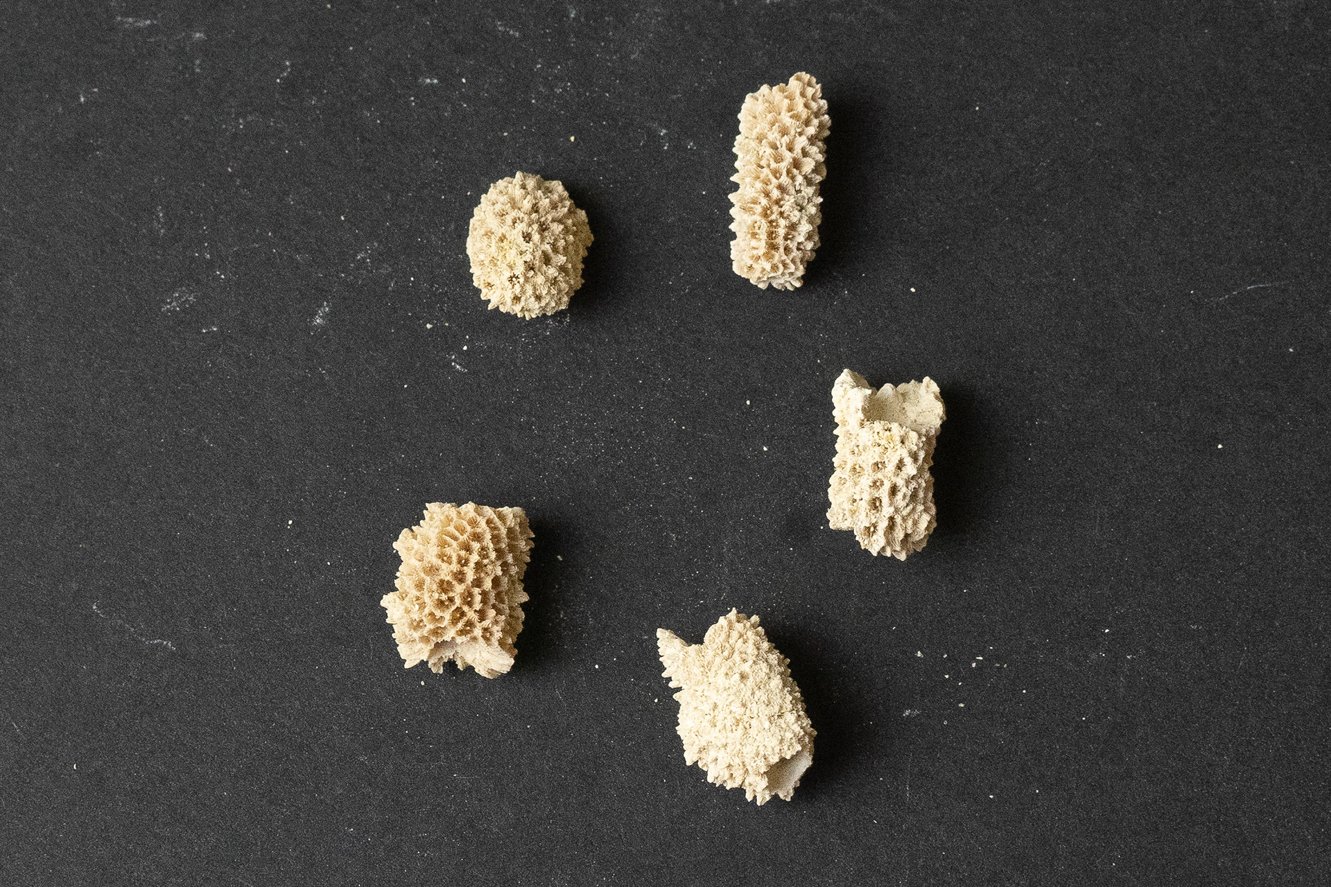 Lutétien moyen - Stylocoenia monticularia