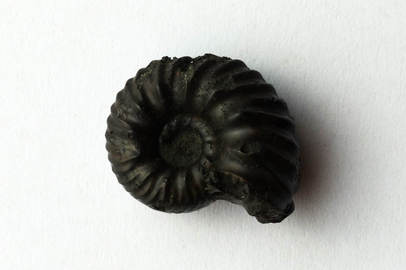 hoplites benettianus