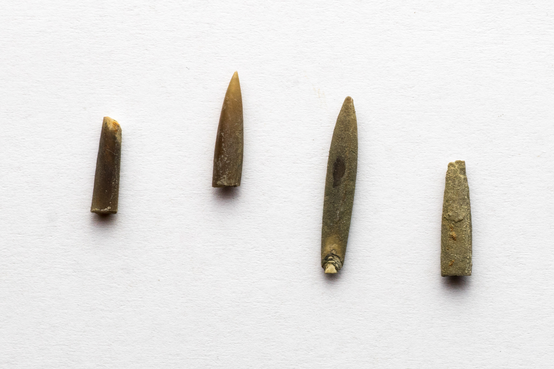 Bélémnite