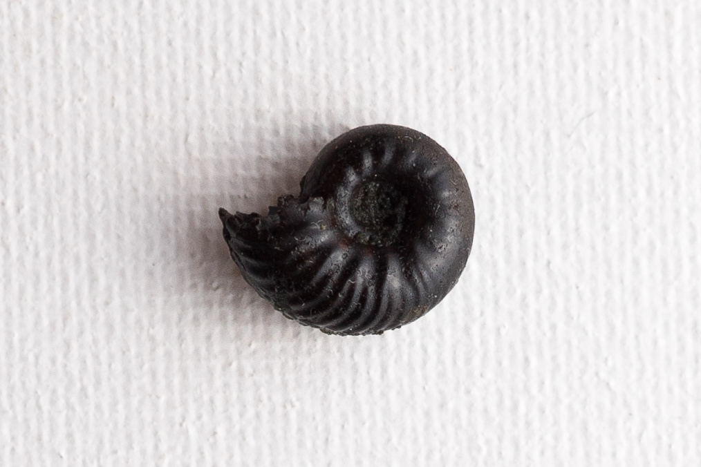 hoplites benettianus