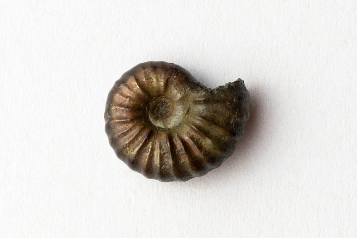 hoplites benettianus