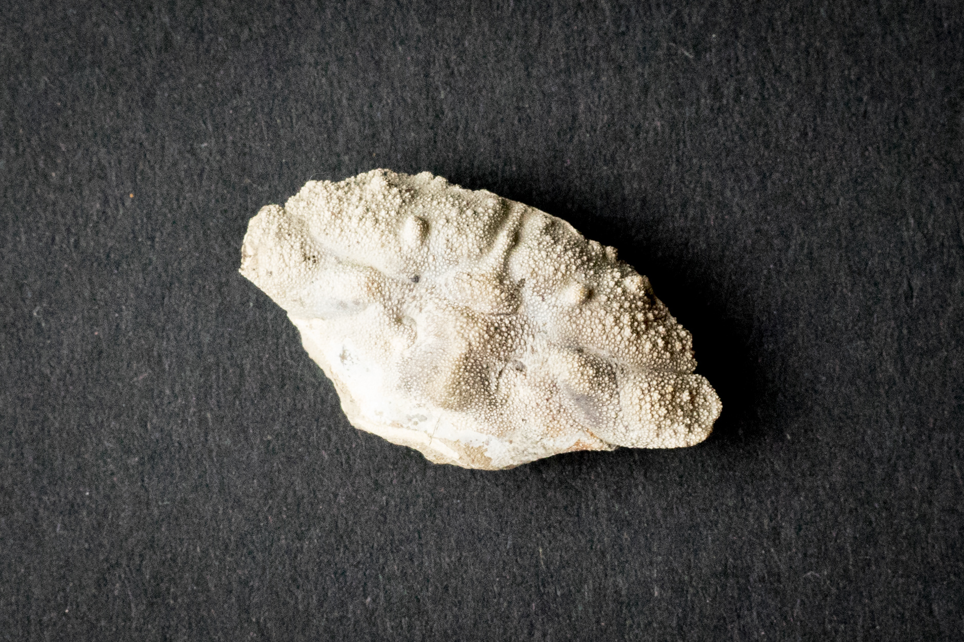 Etyus martini