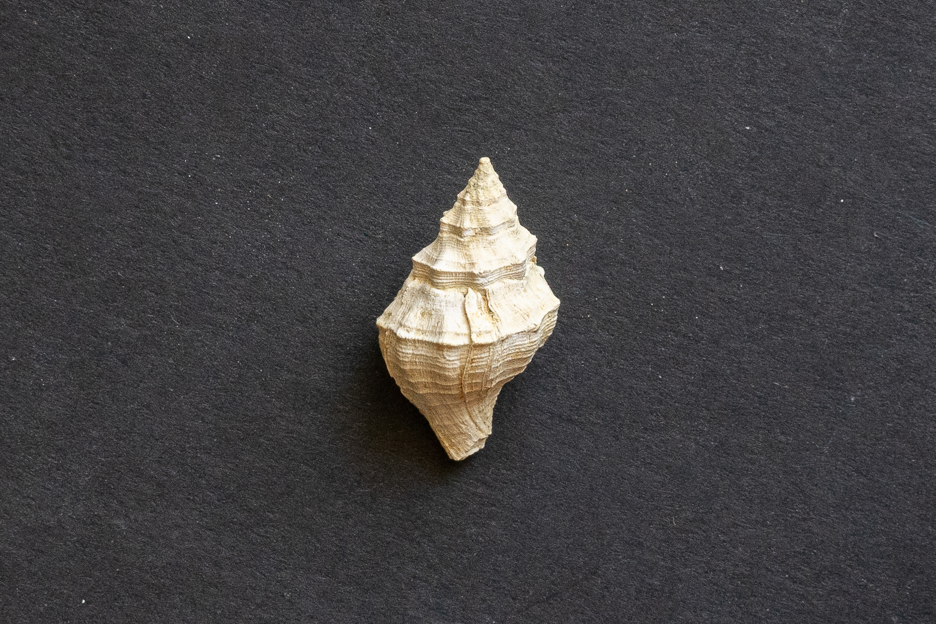 Lutétien moyen