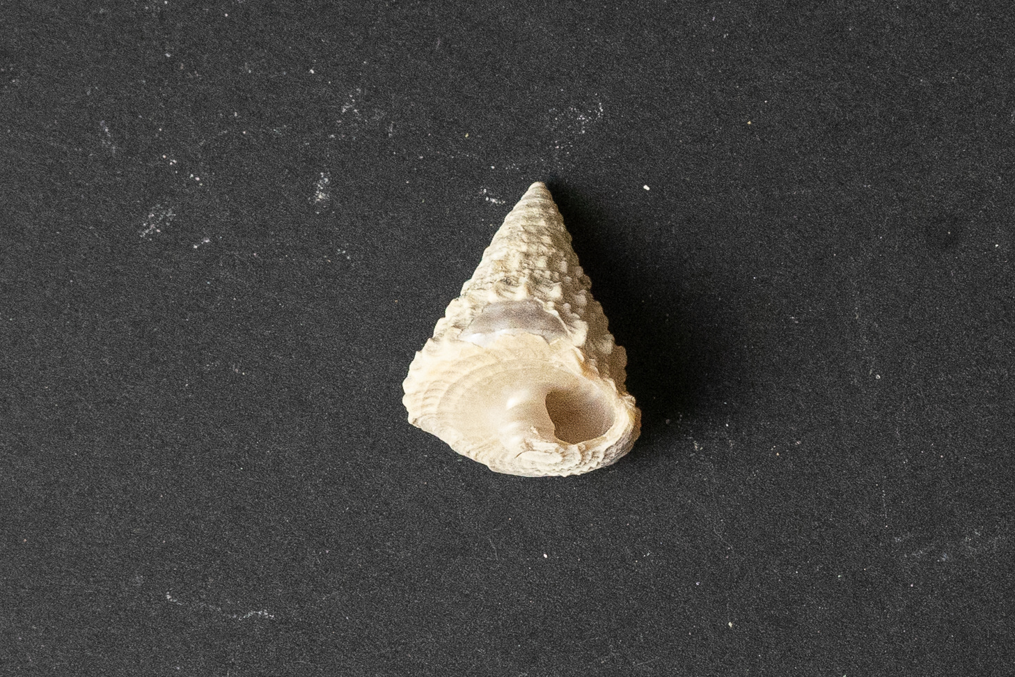 Lutétien moyen - Tectus crenularis crenularis