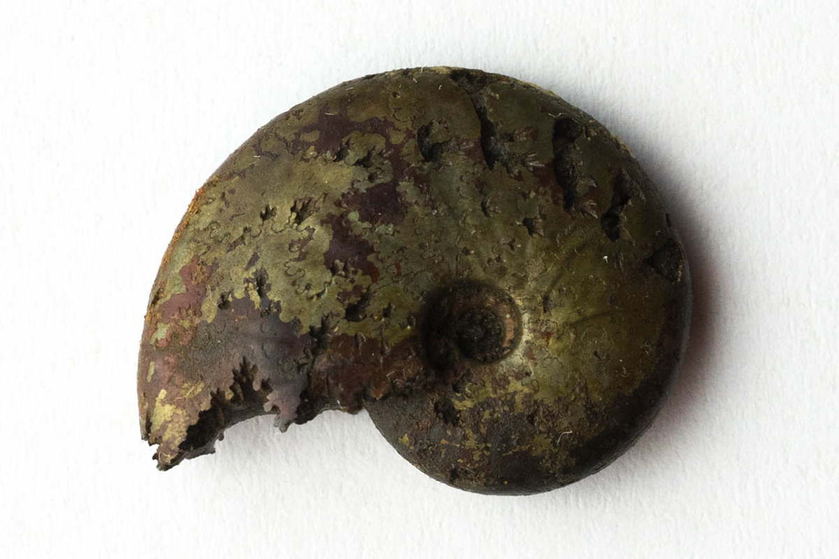 Beudanticeras