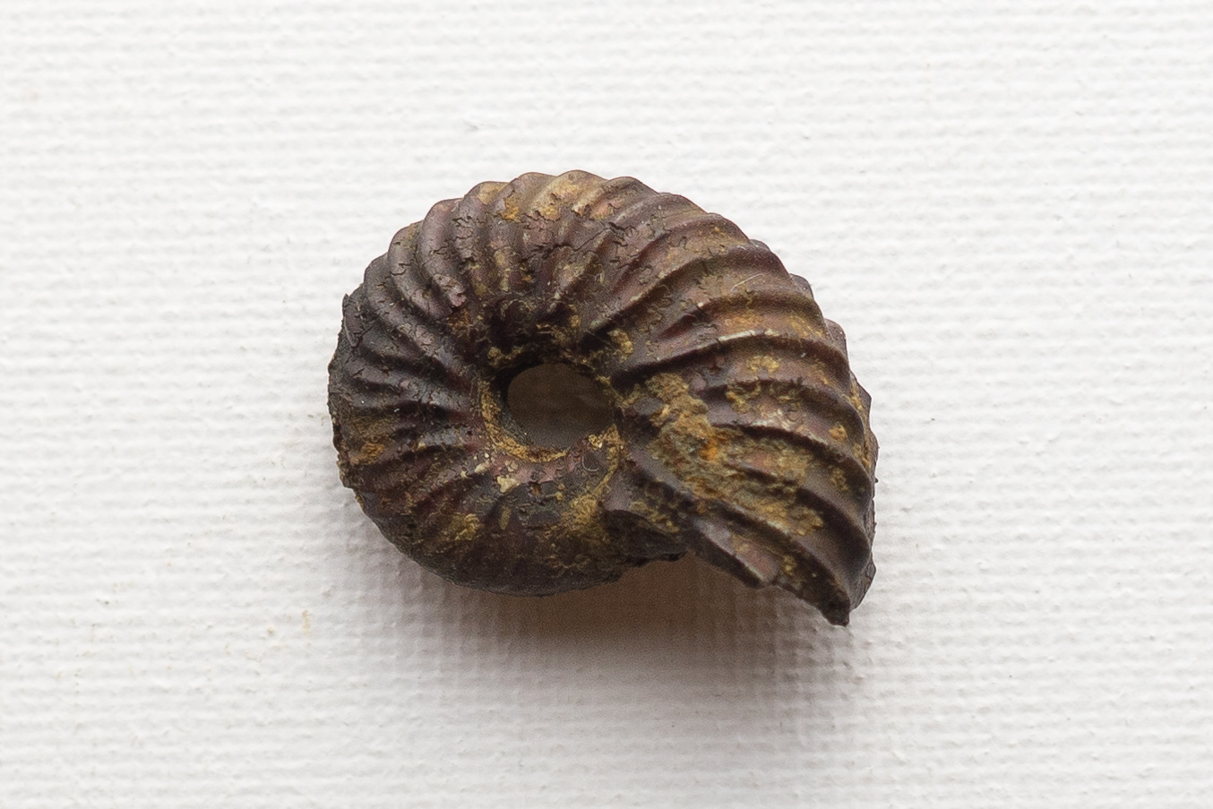hoplites benettianus