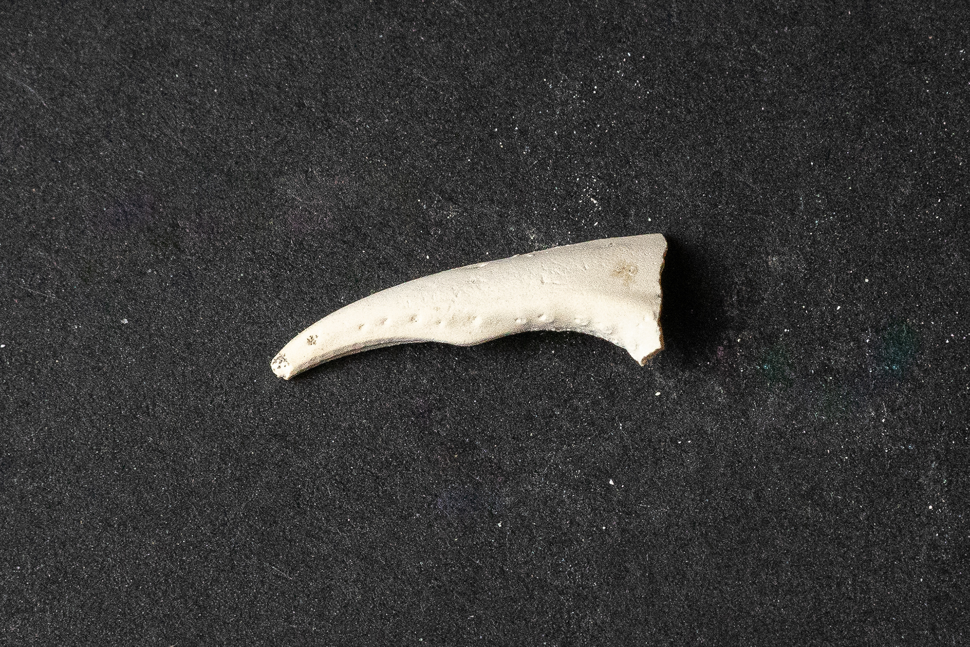 Lutétien moyen - Pince de crabe
