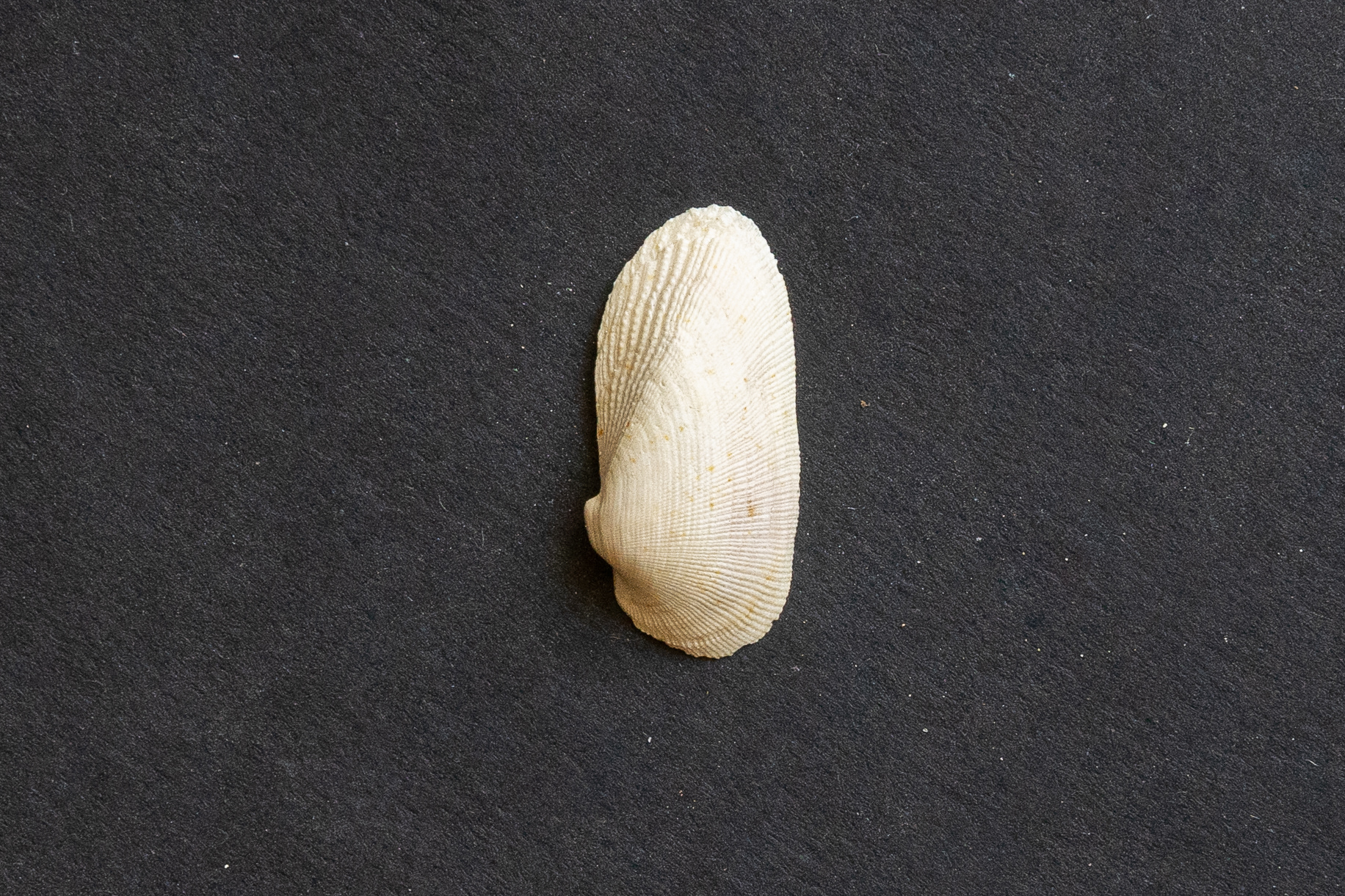 Lutétien moyen