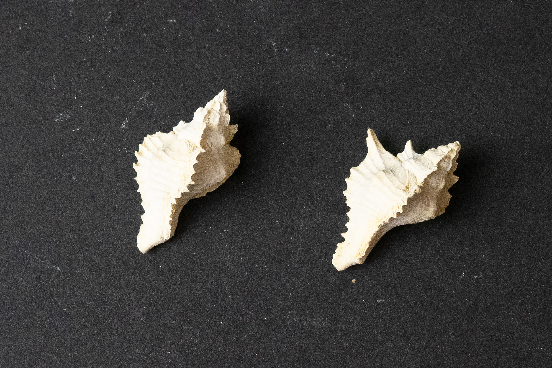 Lutétien moyen - Timbellus crenulatus tricarinatus