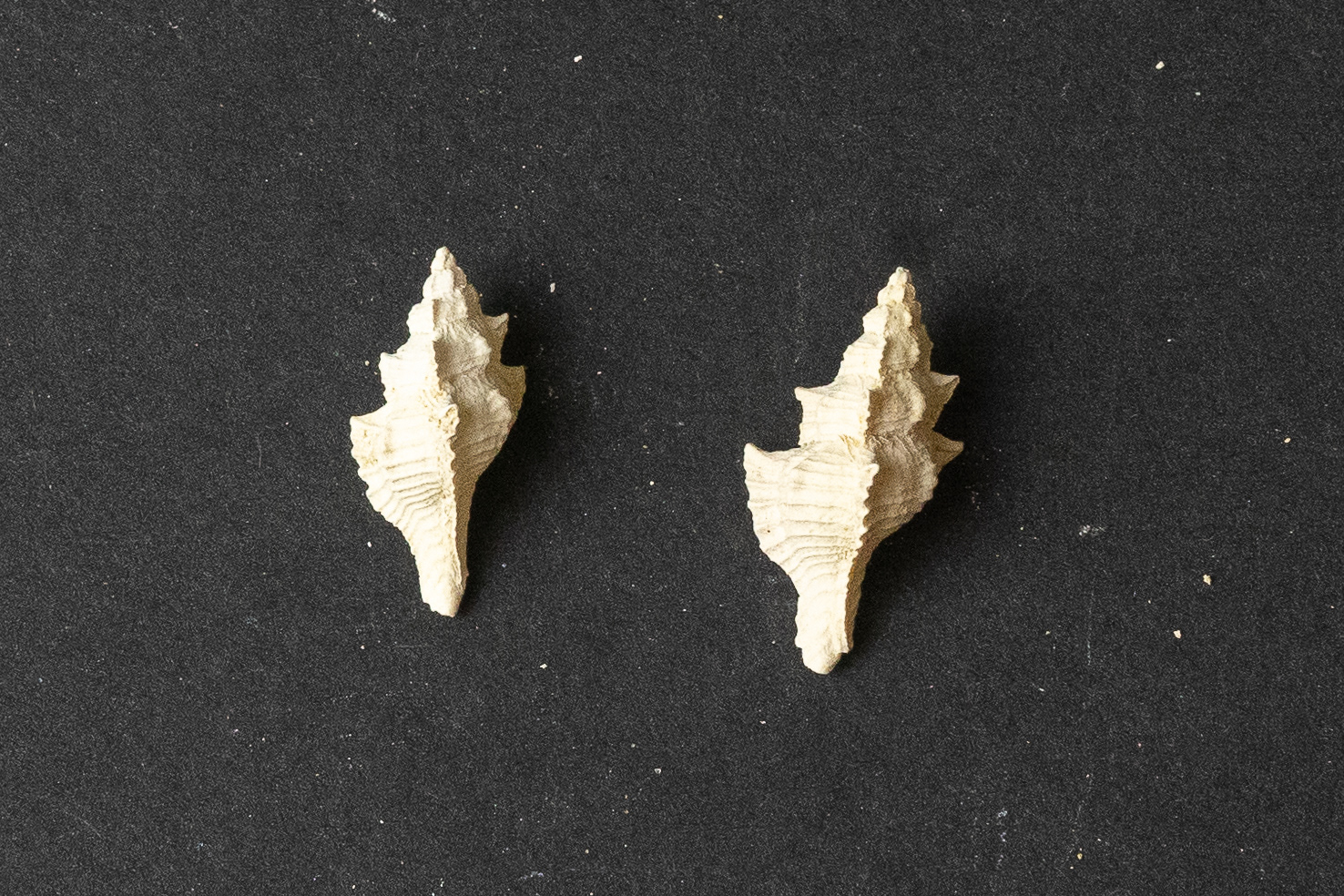 Lutétien moyen - Pterochelus contabulatus